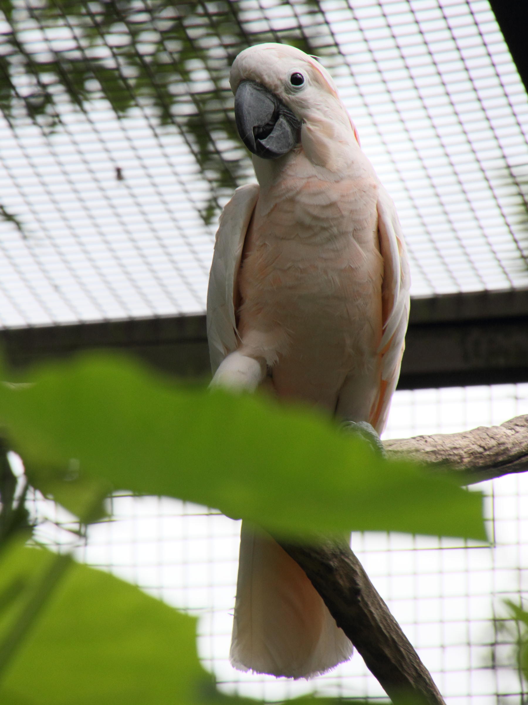 cacatoes_des_moluques_-_cacatua_moluccensis1md