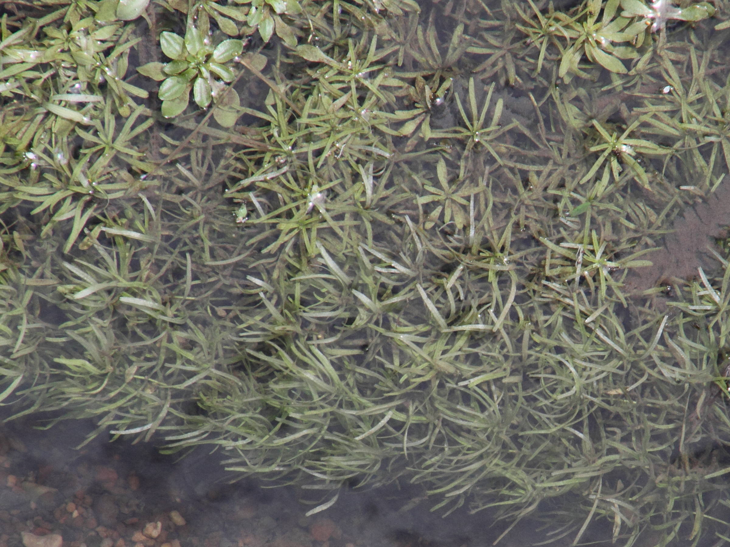 Afficher le média callitriche_obtusangula7md callitriche_obtusangula7md