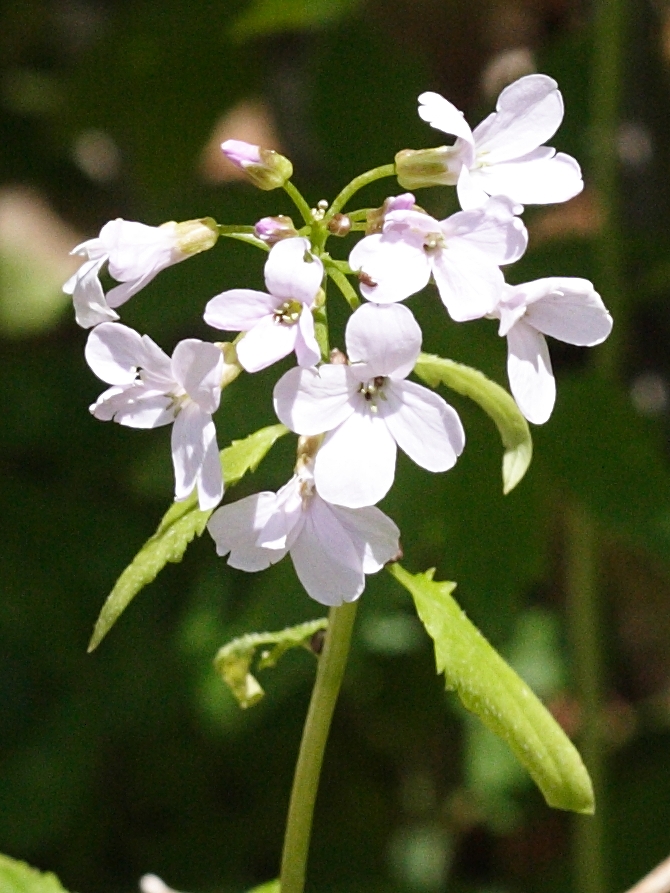 Afficher le média cardamine_bulbifera5md cardamine_bulbifera5md