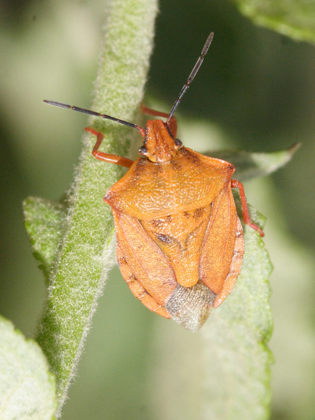 carpocoris_mediterraneus1md