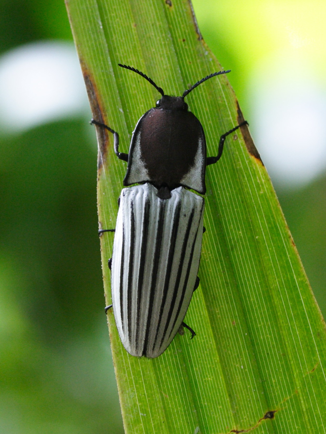 chalcolepidius_sulcatus1md