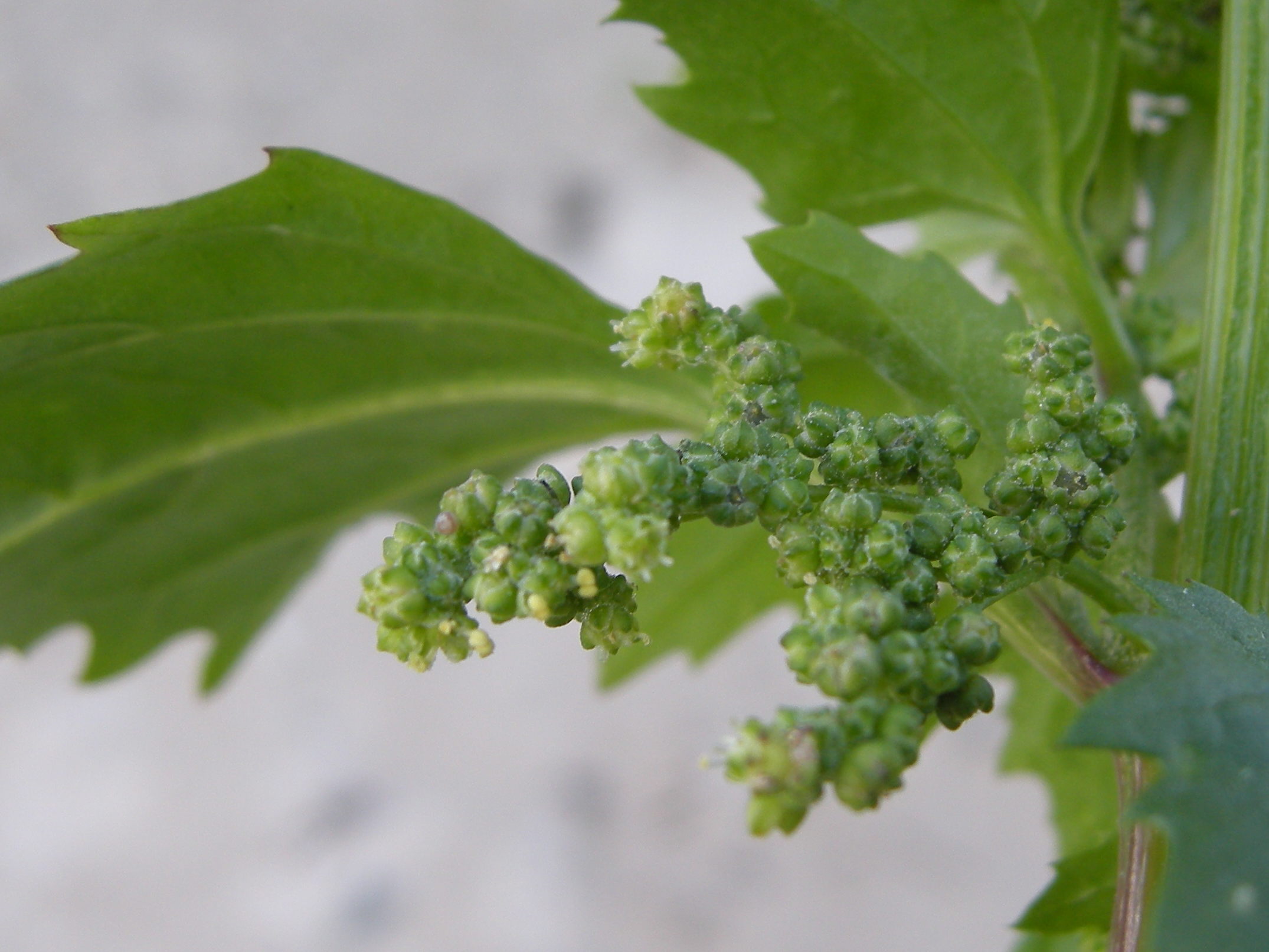 chenopodium_rubrum2md