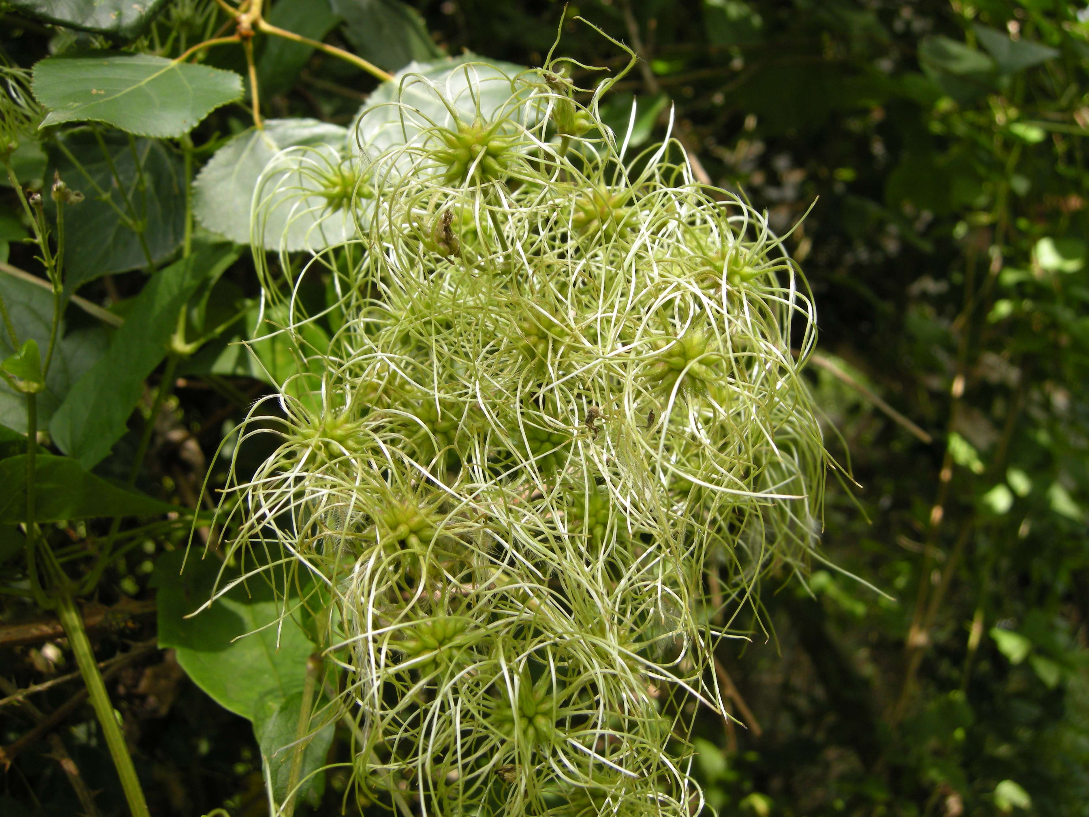 clematis_vitalba5md