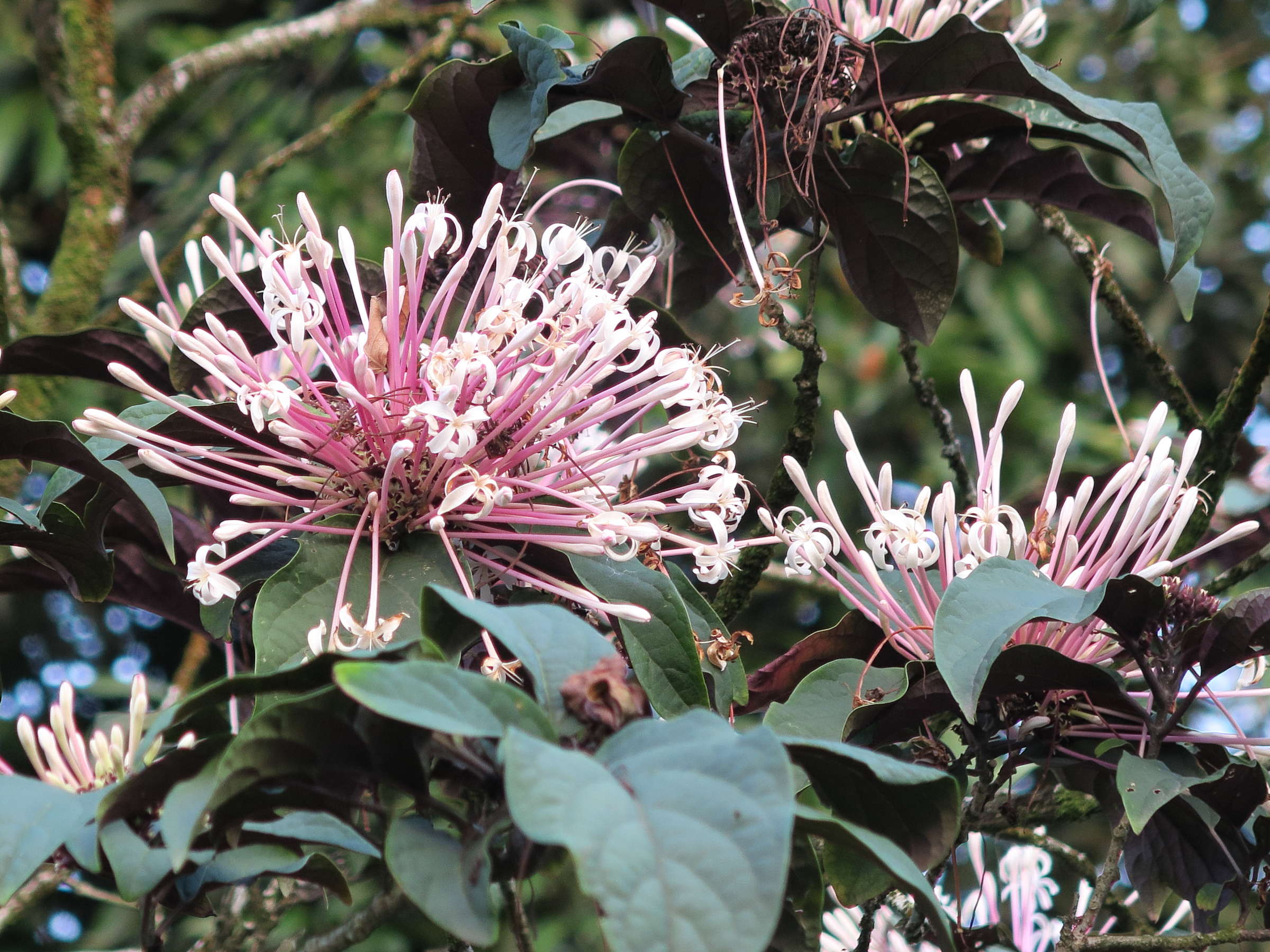 clerodendrum_quadriloculare4md
