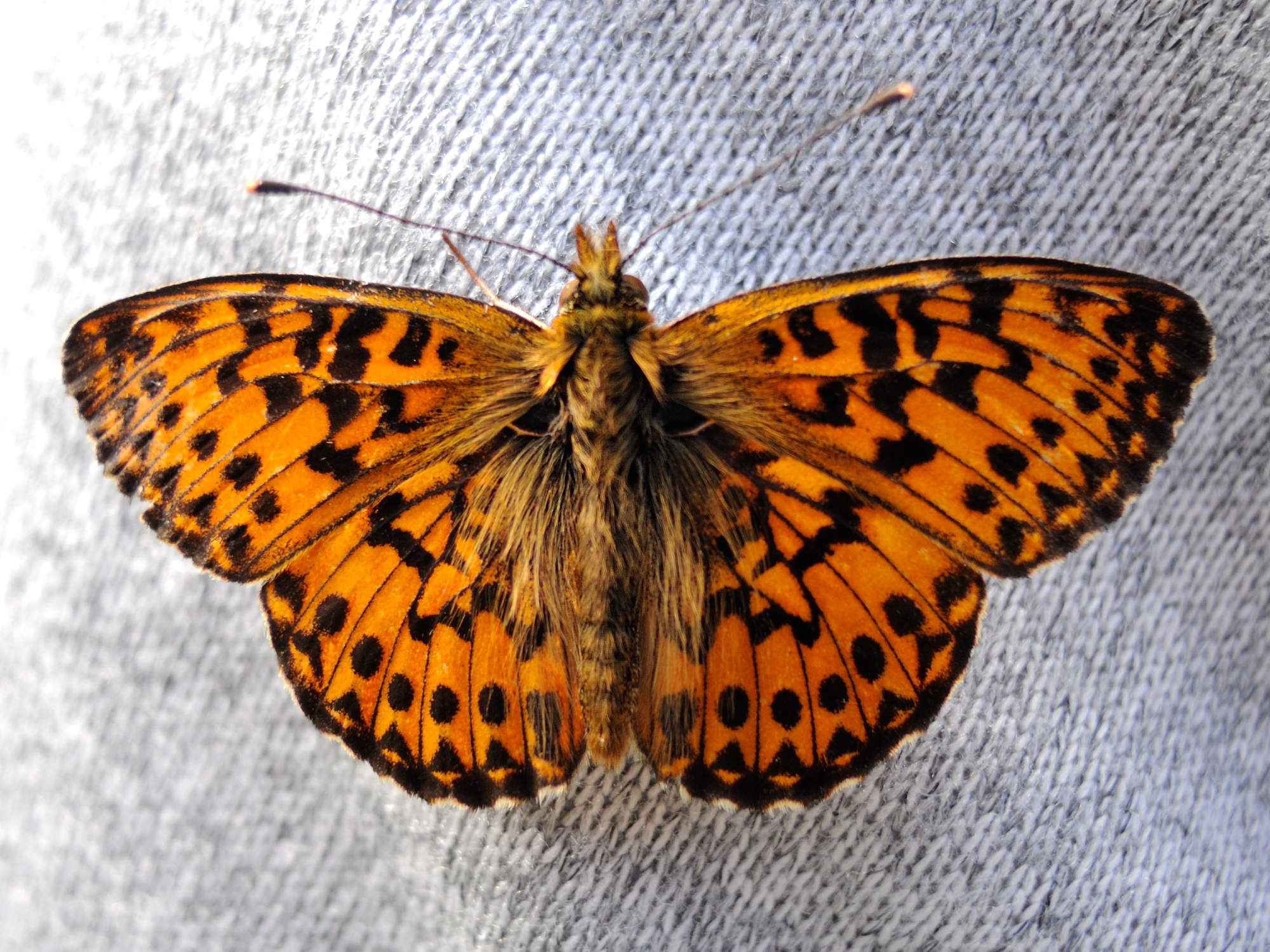 clossiana_titania2md