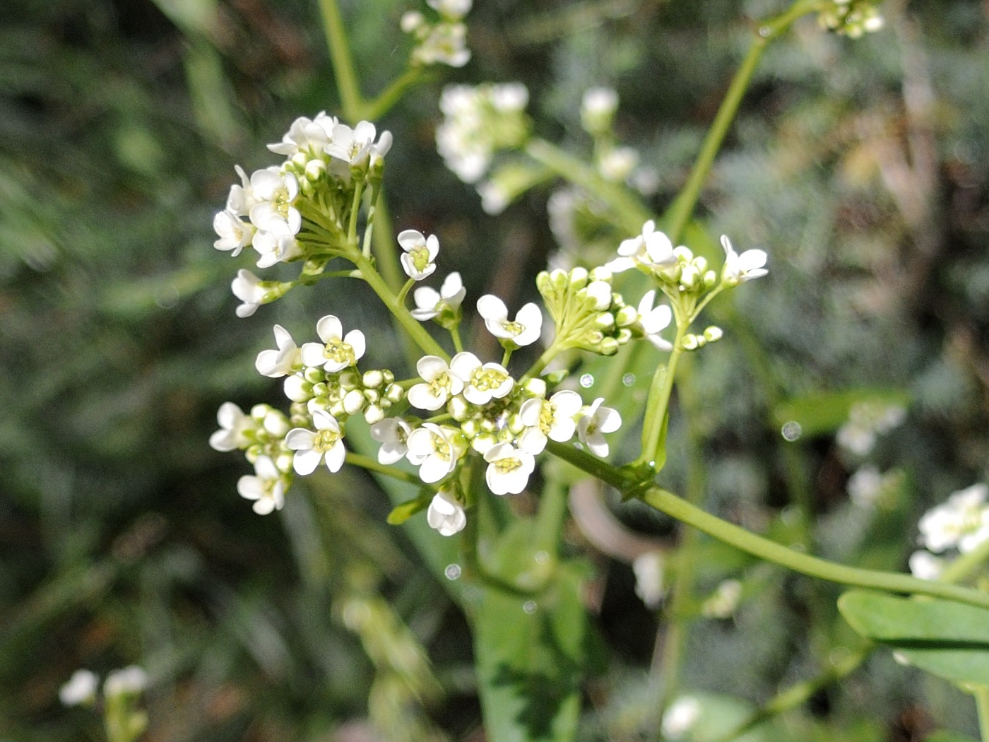 cochlearia_glastifolia4md