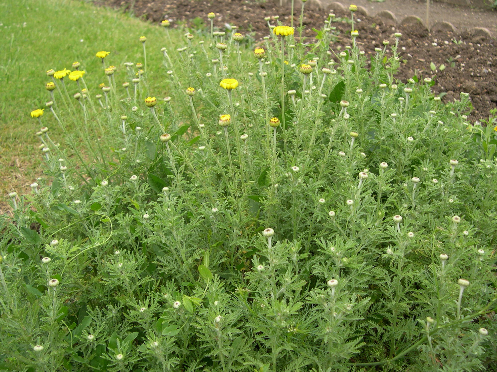 Afficher le média cota_tinctoria3a cota_tinctoria3a