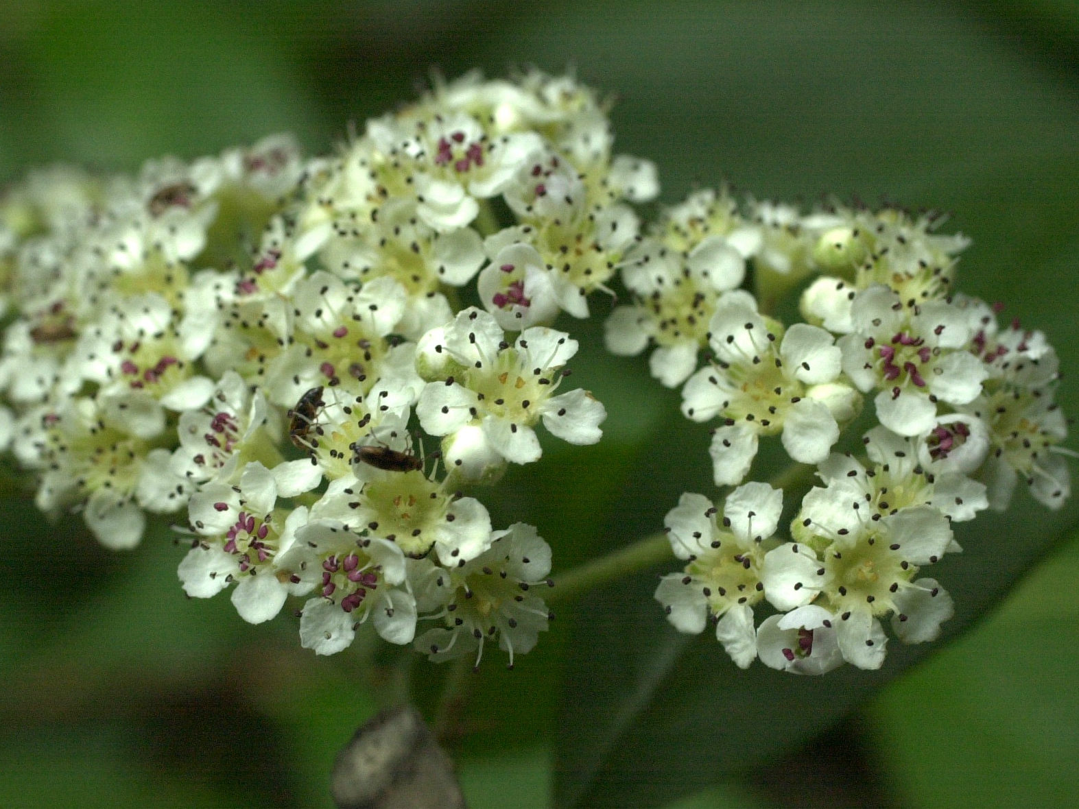 Afficher le média Cotoneaster_franchetii Cotoneaster_franchetii