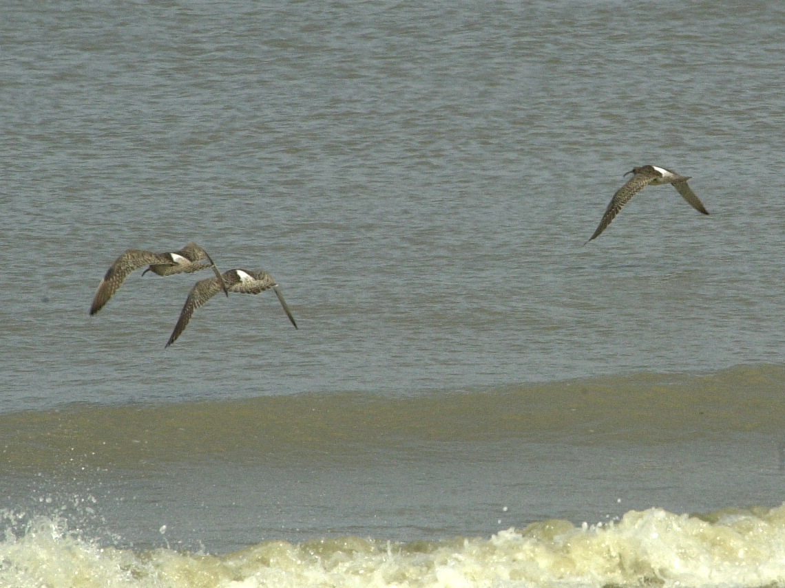 courlis_cendre_-_numenius_arquata1bd