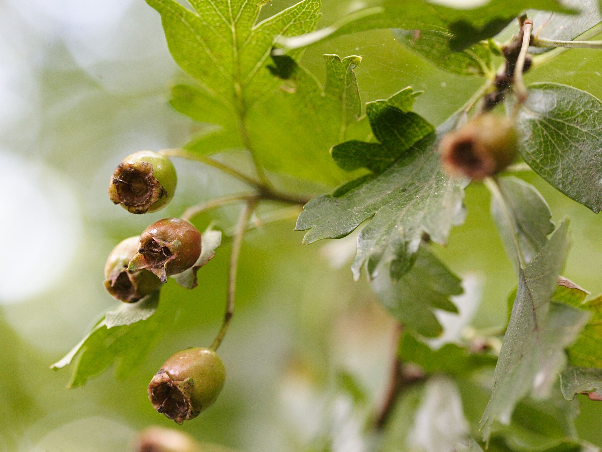 crataegus_monogyna5md
