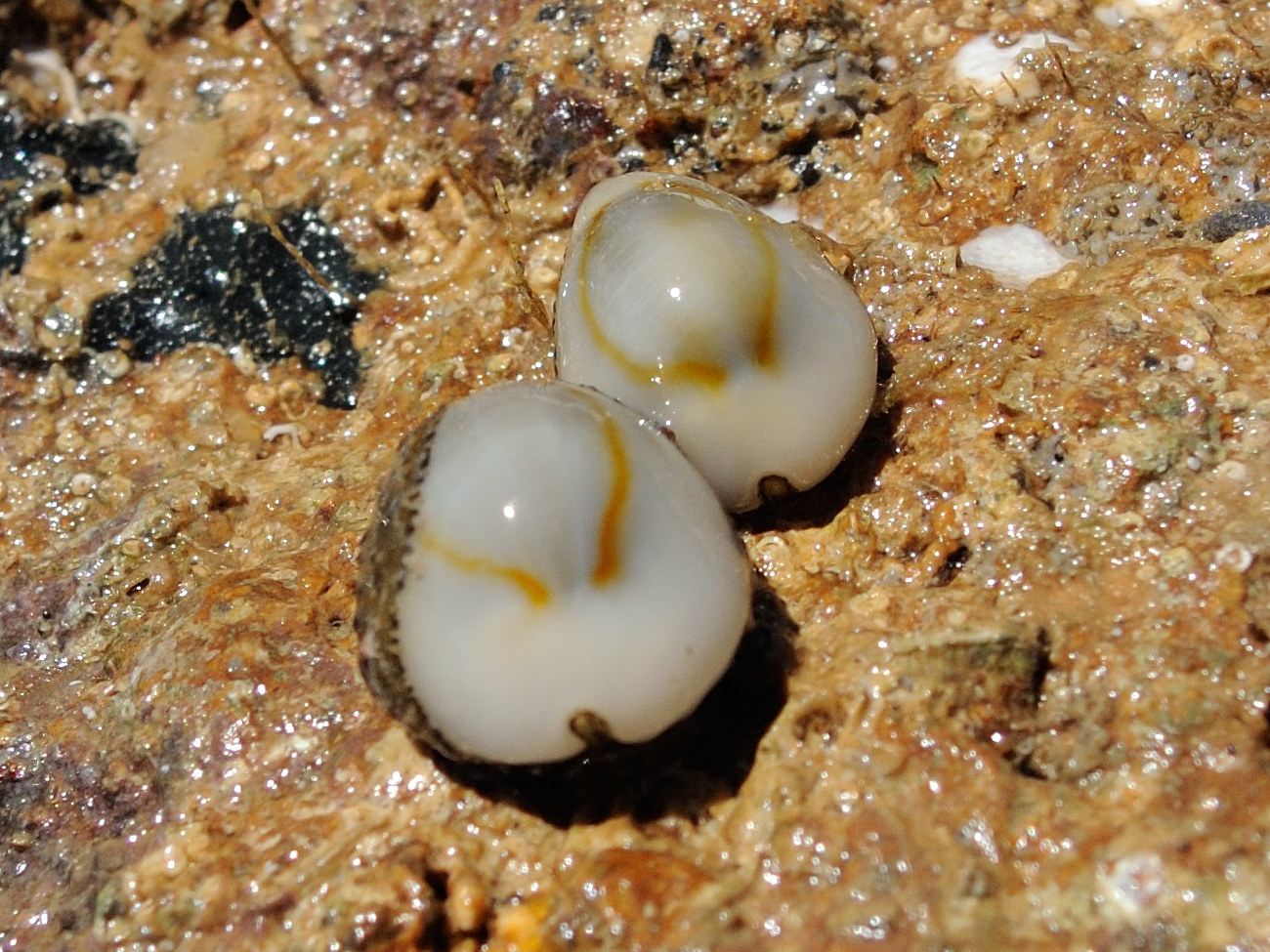 cypraea_annulus3md