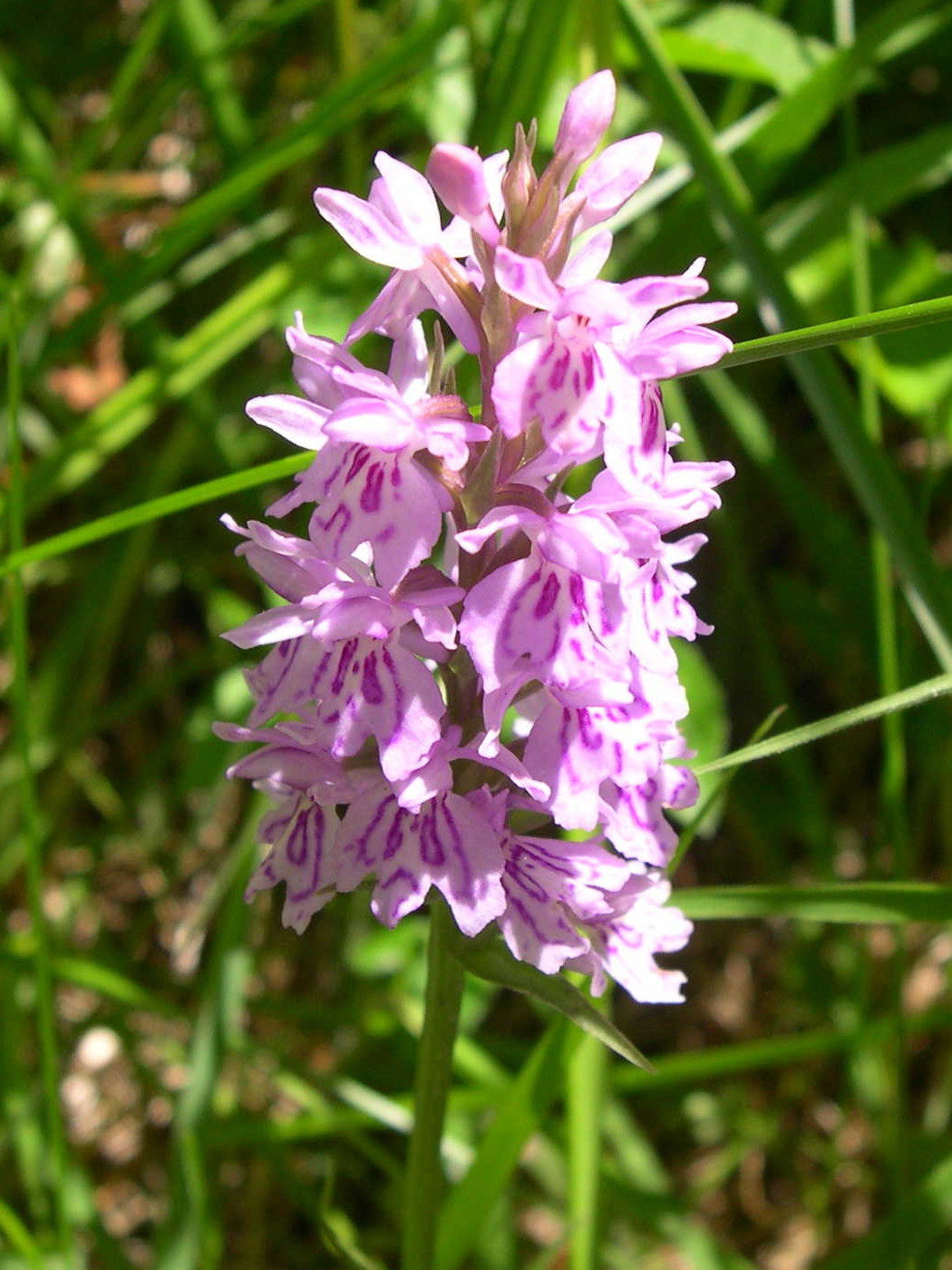 dactylorhiza_maculata2sd