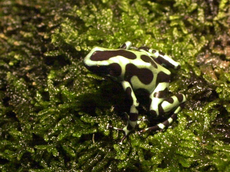 dendrobates_auratus1md