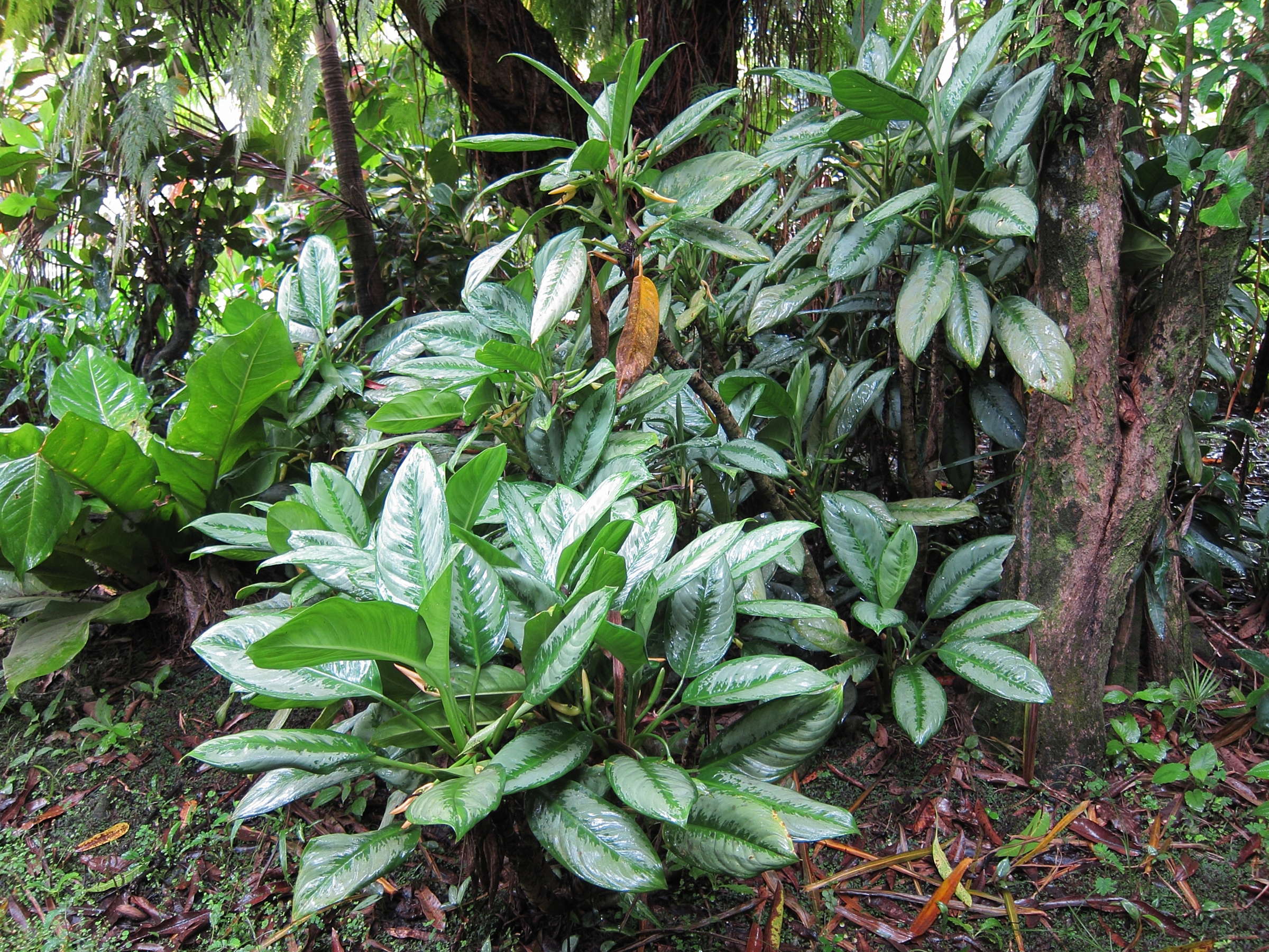 dieffenbachia_seguine5bd