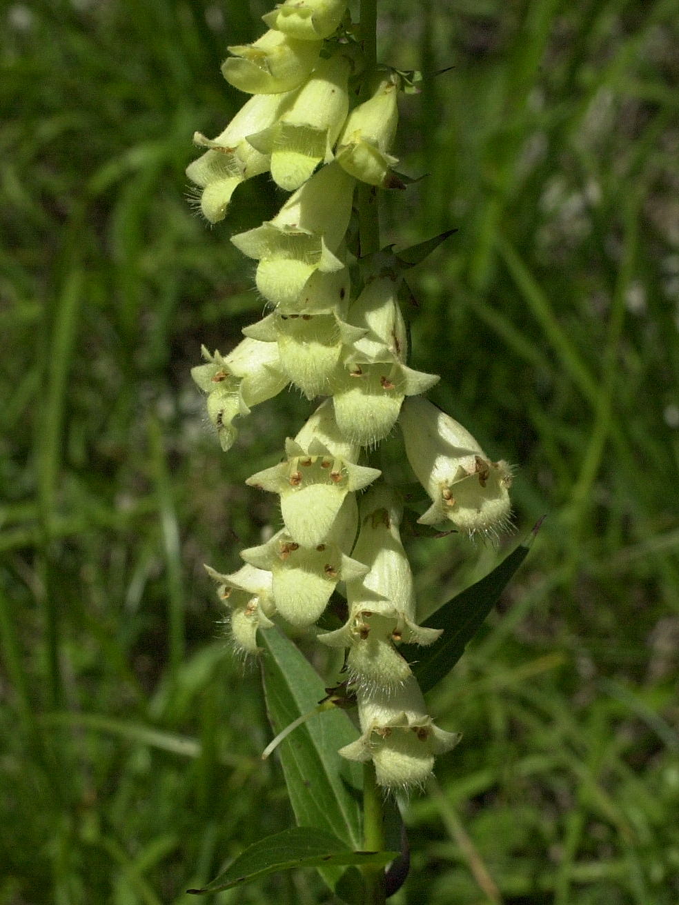 Afficher le média digitalis_lutea2md digitalis_lutea2md