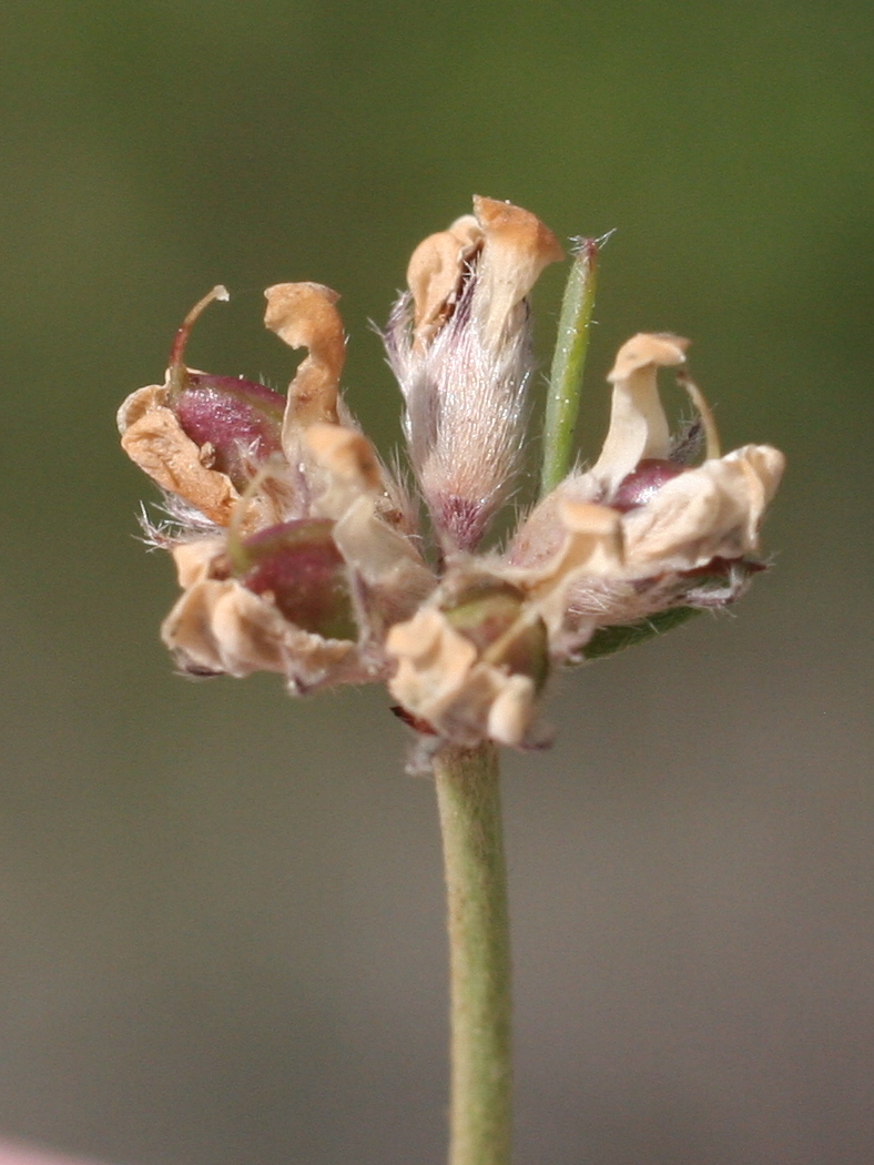 dorycnium_pentaphyllum4md