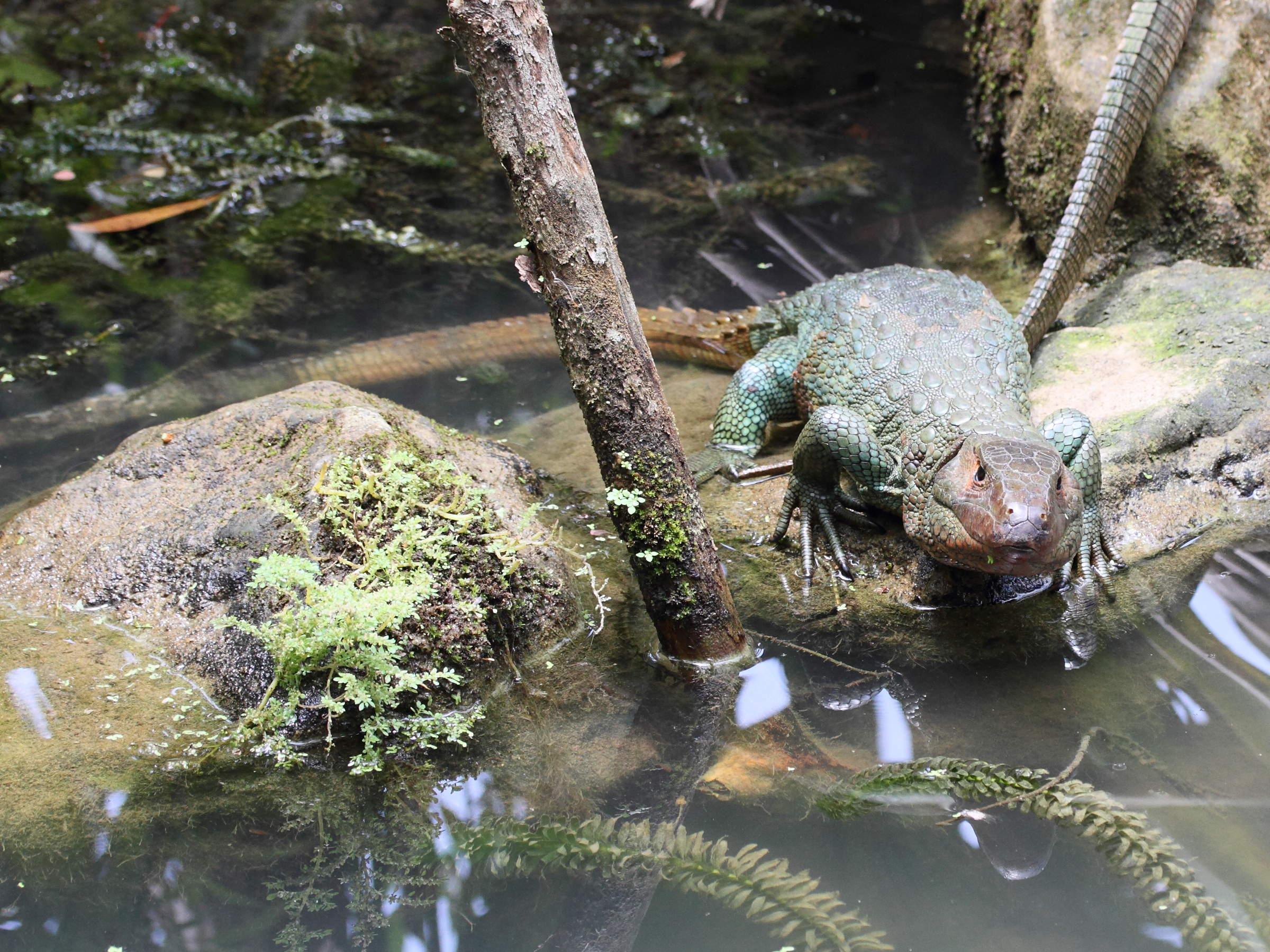 dracaena_guianensis3md