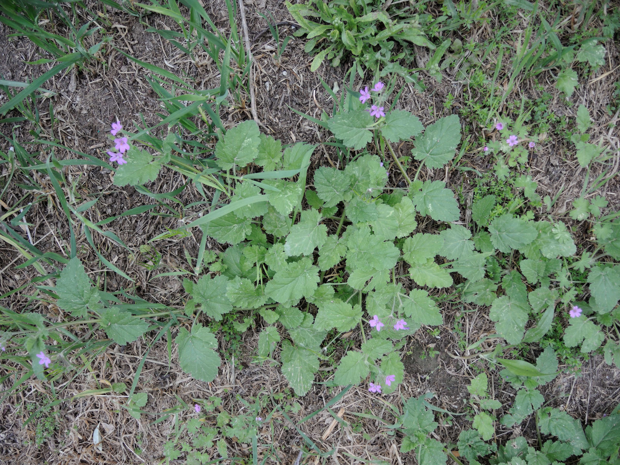 Erodium_malacoides