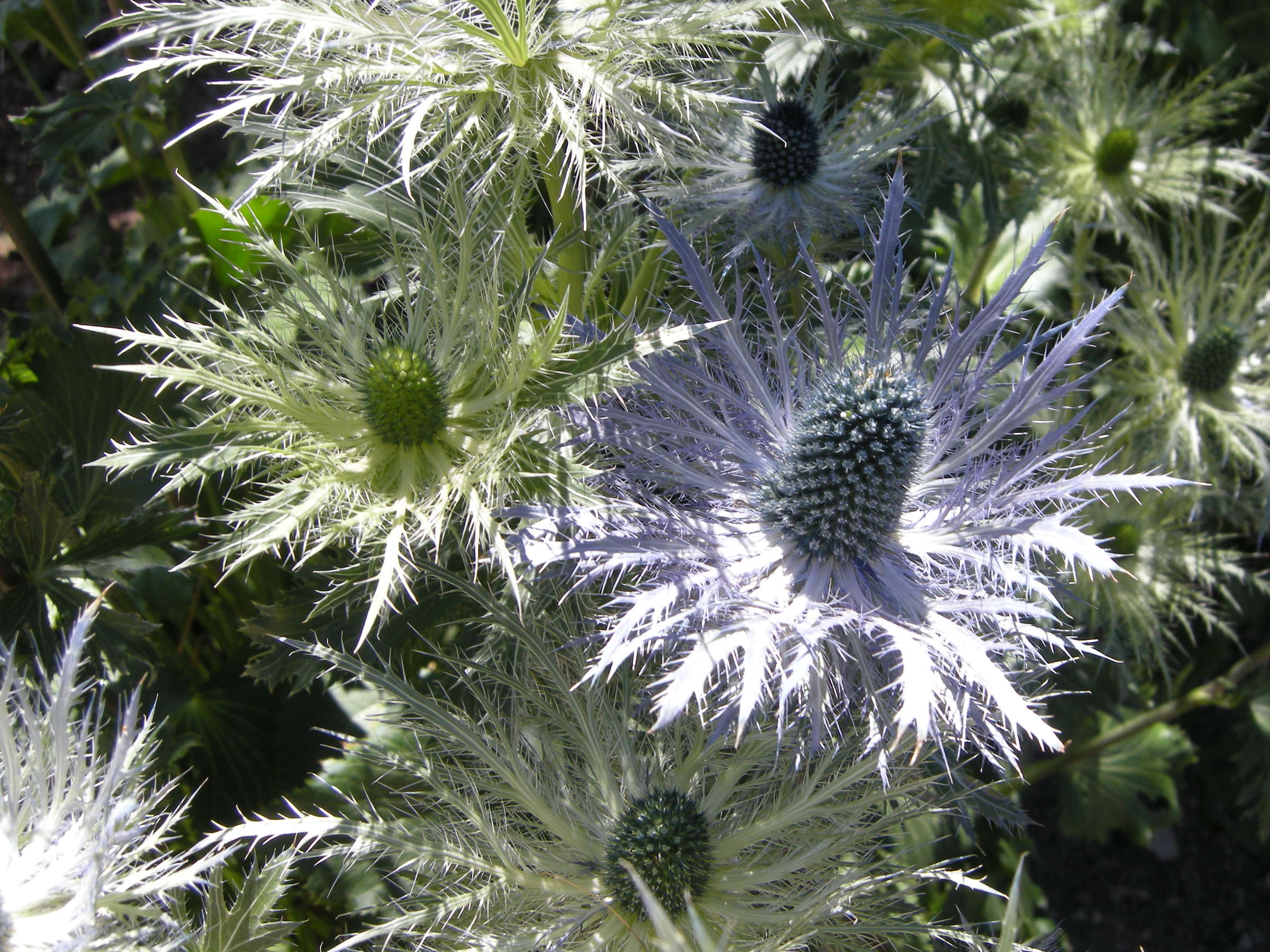 eryngium_alpinum2md