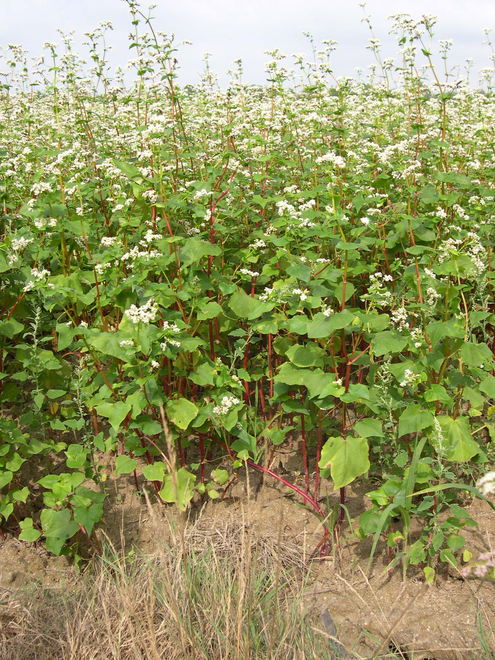 Afficher le média fagopyrum_esculentum3md fagopyrum_esculentum3md