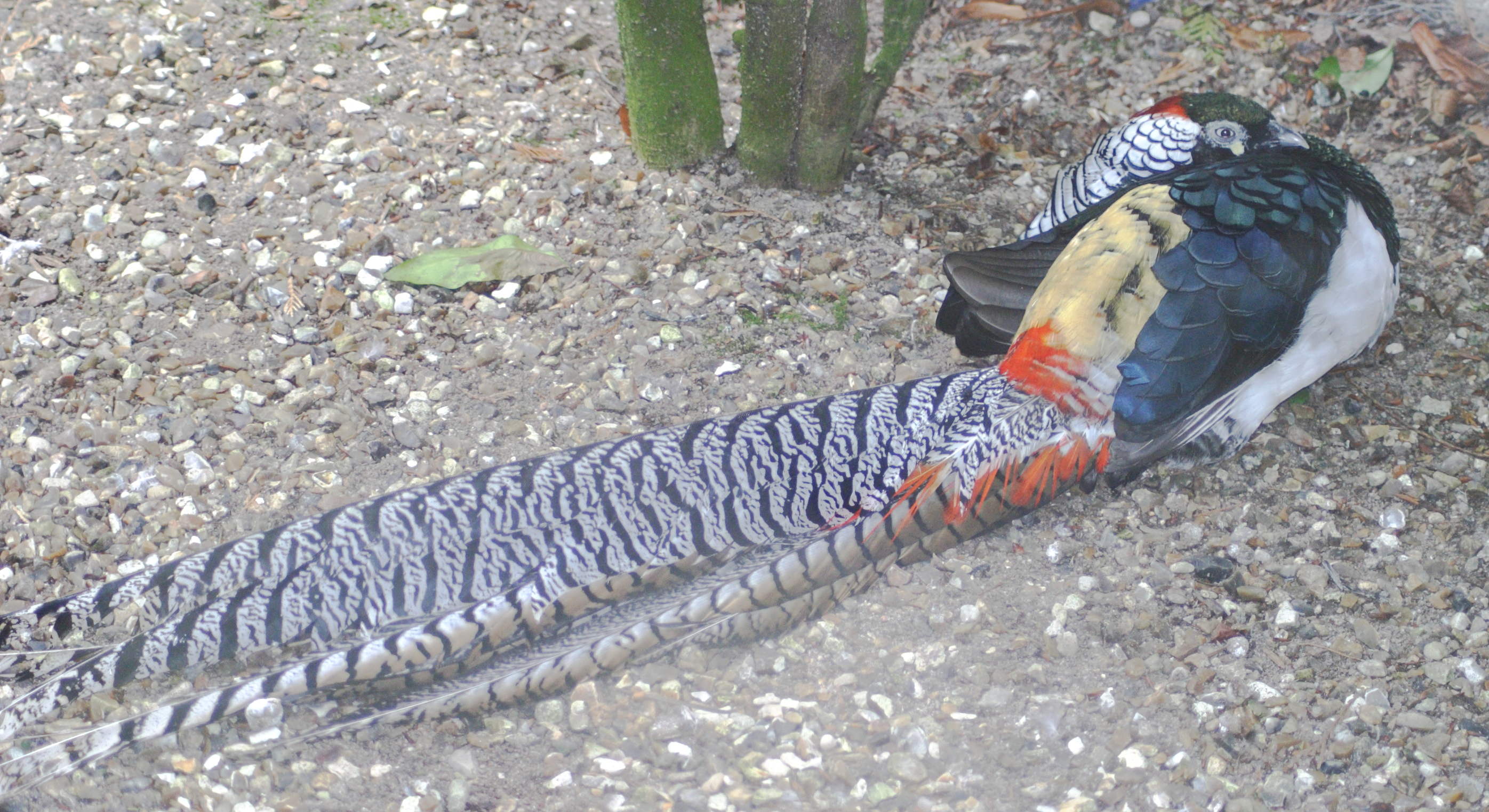 faisan_de_lady_amherst_-_chrysolophus_amherstiae1md