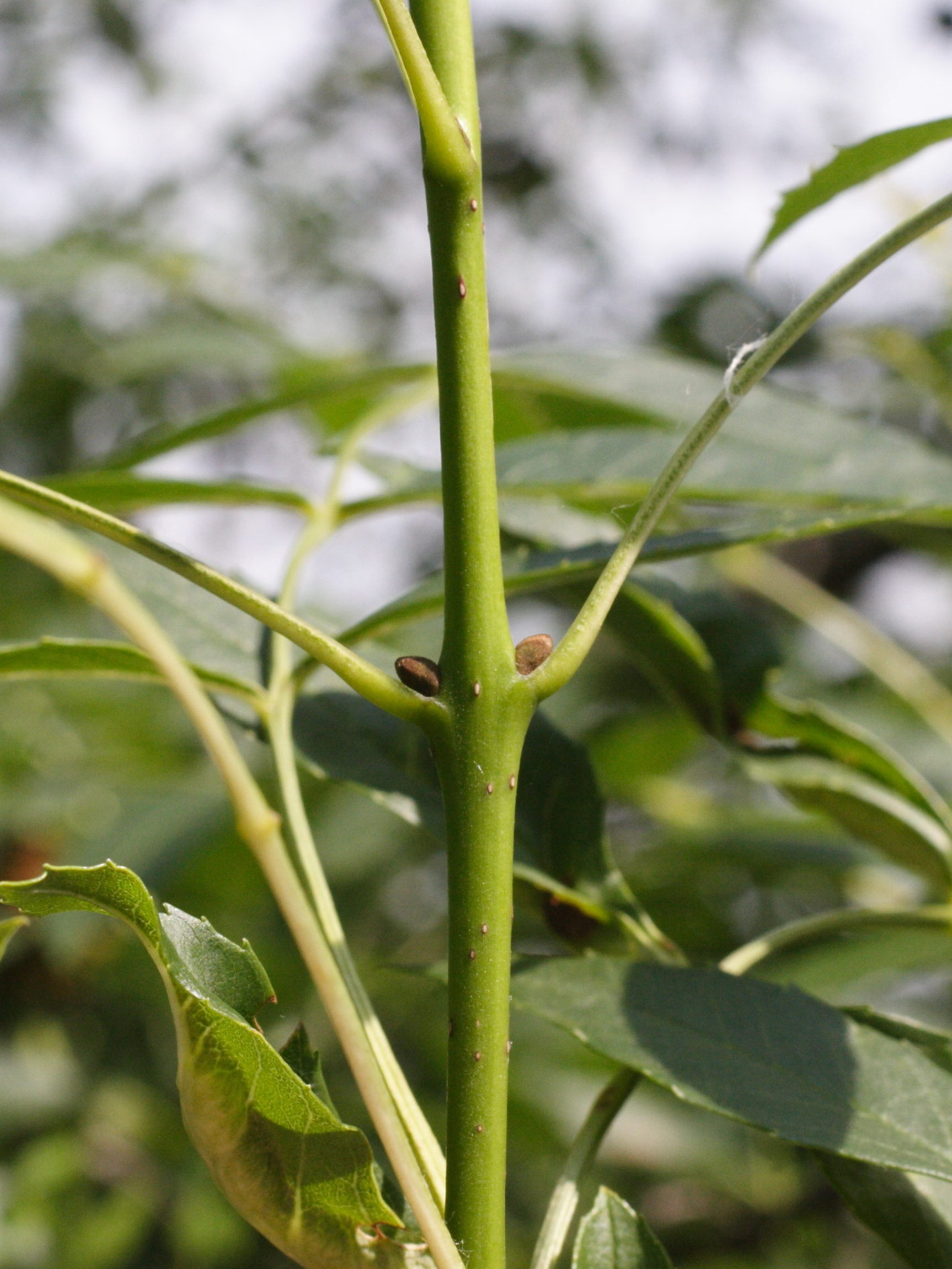 fraxinus_angustifolia3md