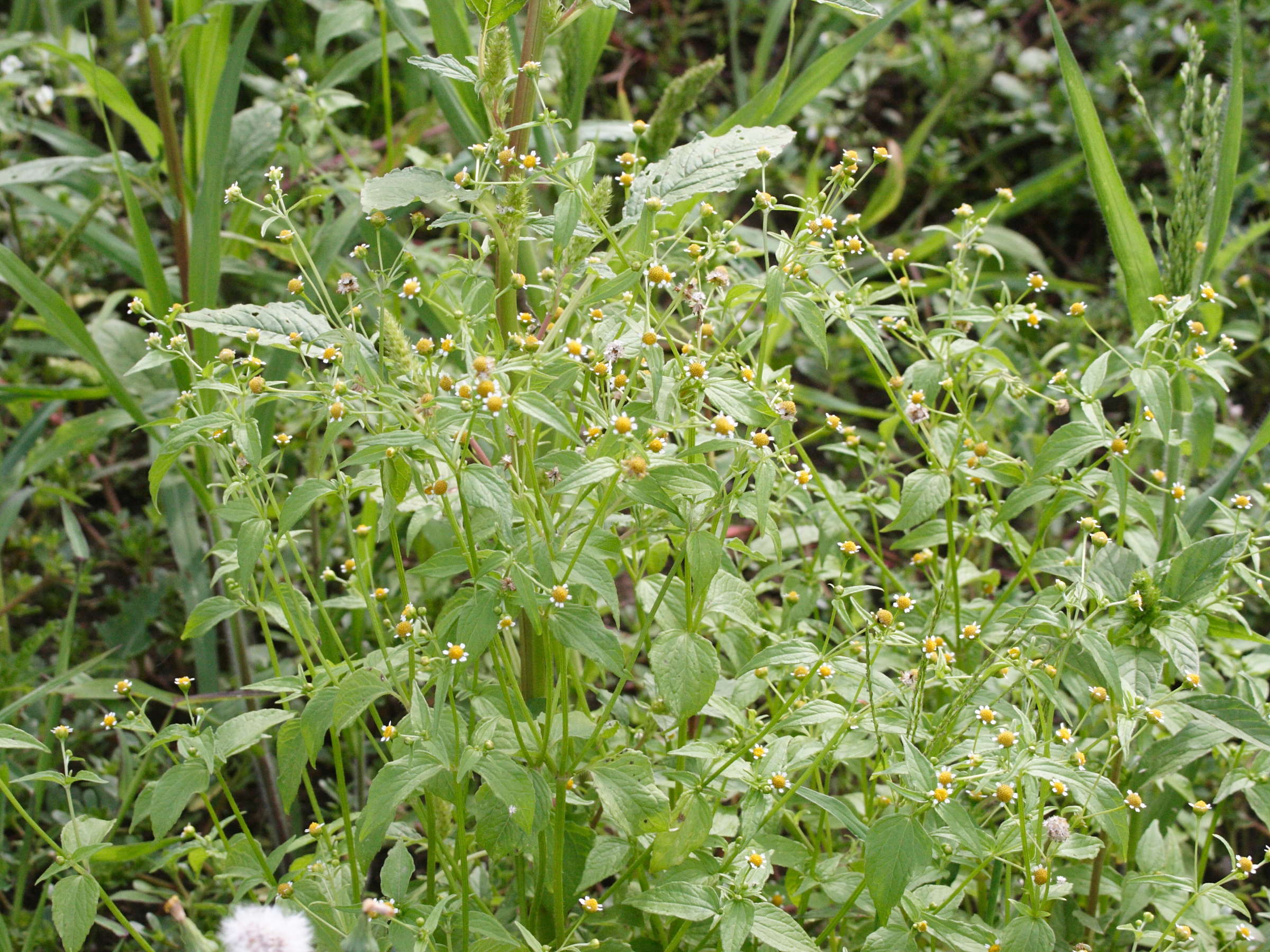 galinsoga_parviflora1md