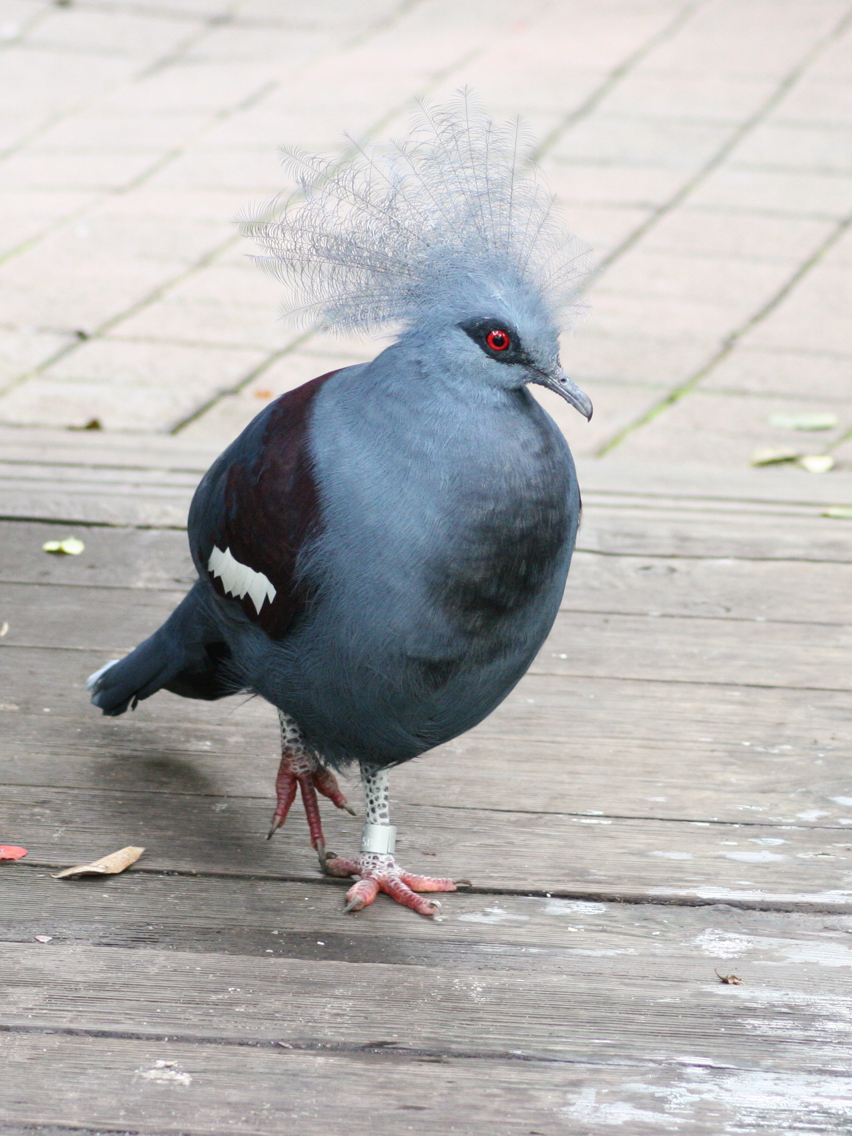 goura_couronne_-_goura_cristata3md