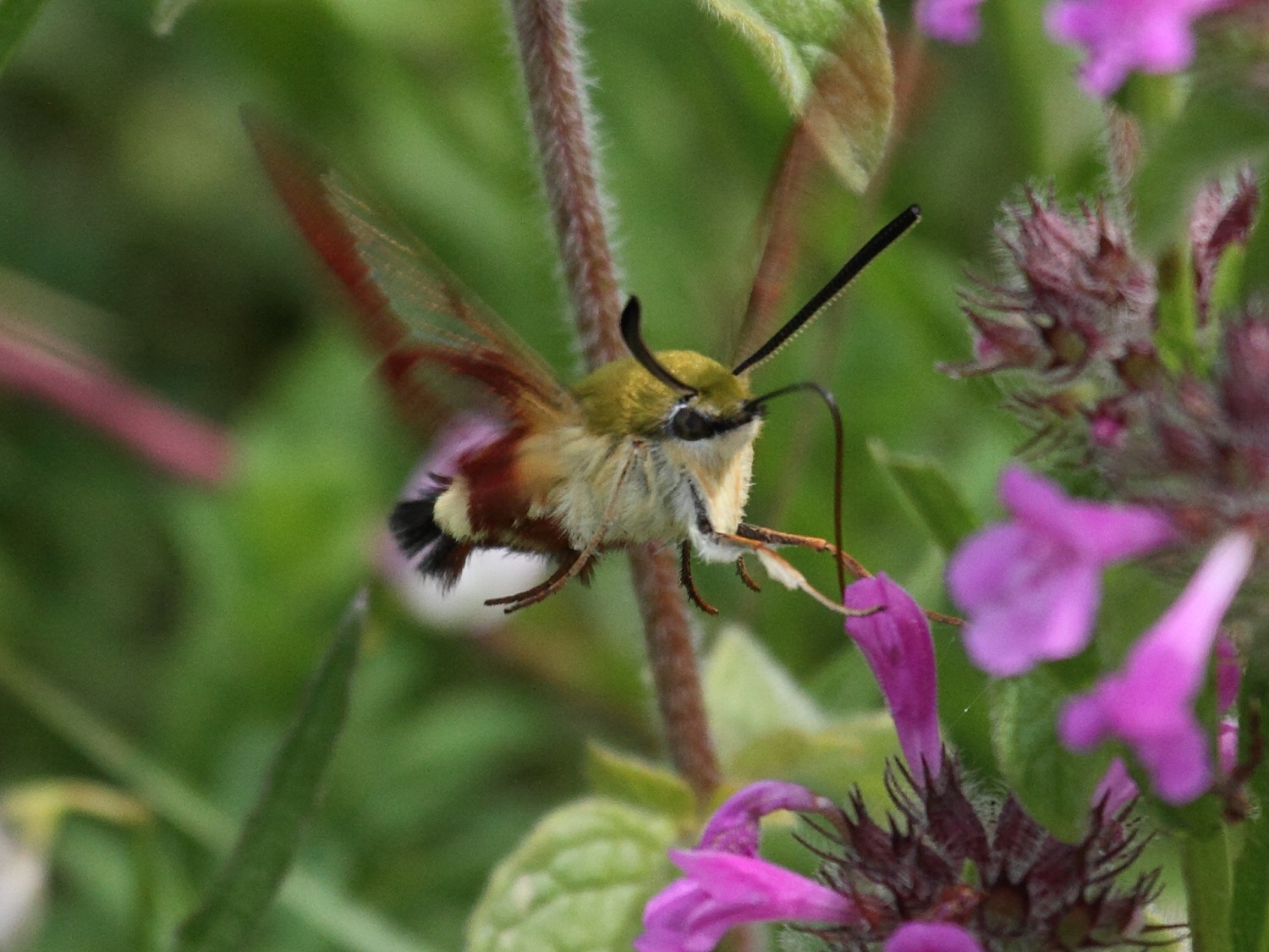 hemaris_fuciformis5bd
