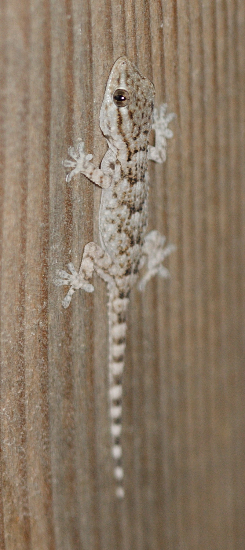 Afficher le média hemidactylus_turcicus1md hemidactylus_turcicus1md