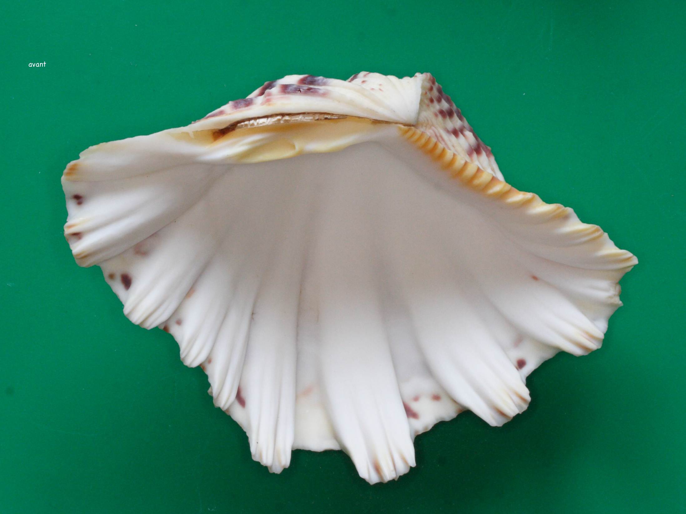 hippopus_hippopus2md