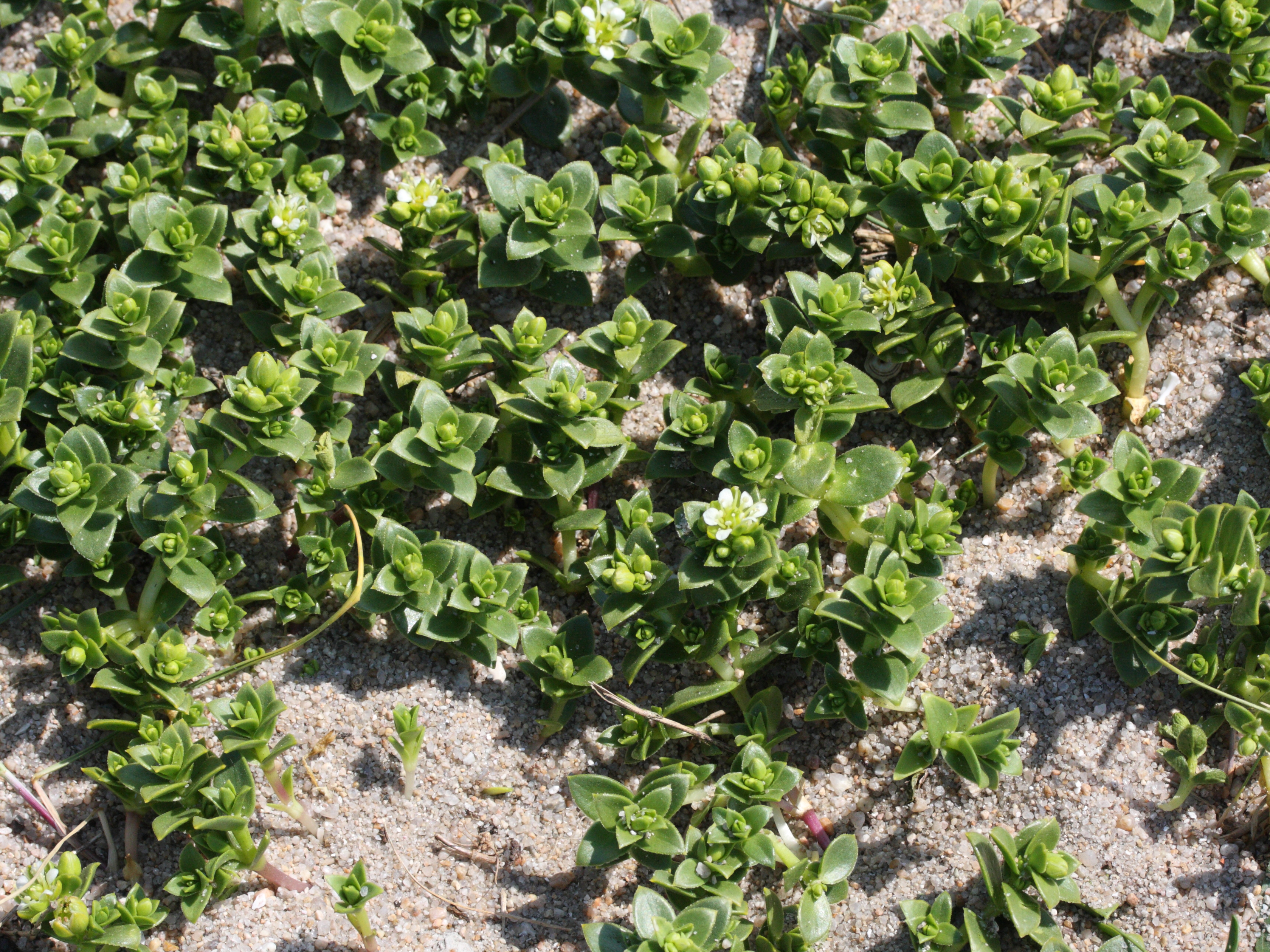 Afficher le média honckenya_peploides1md honckenya_peploides1md