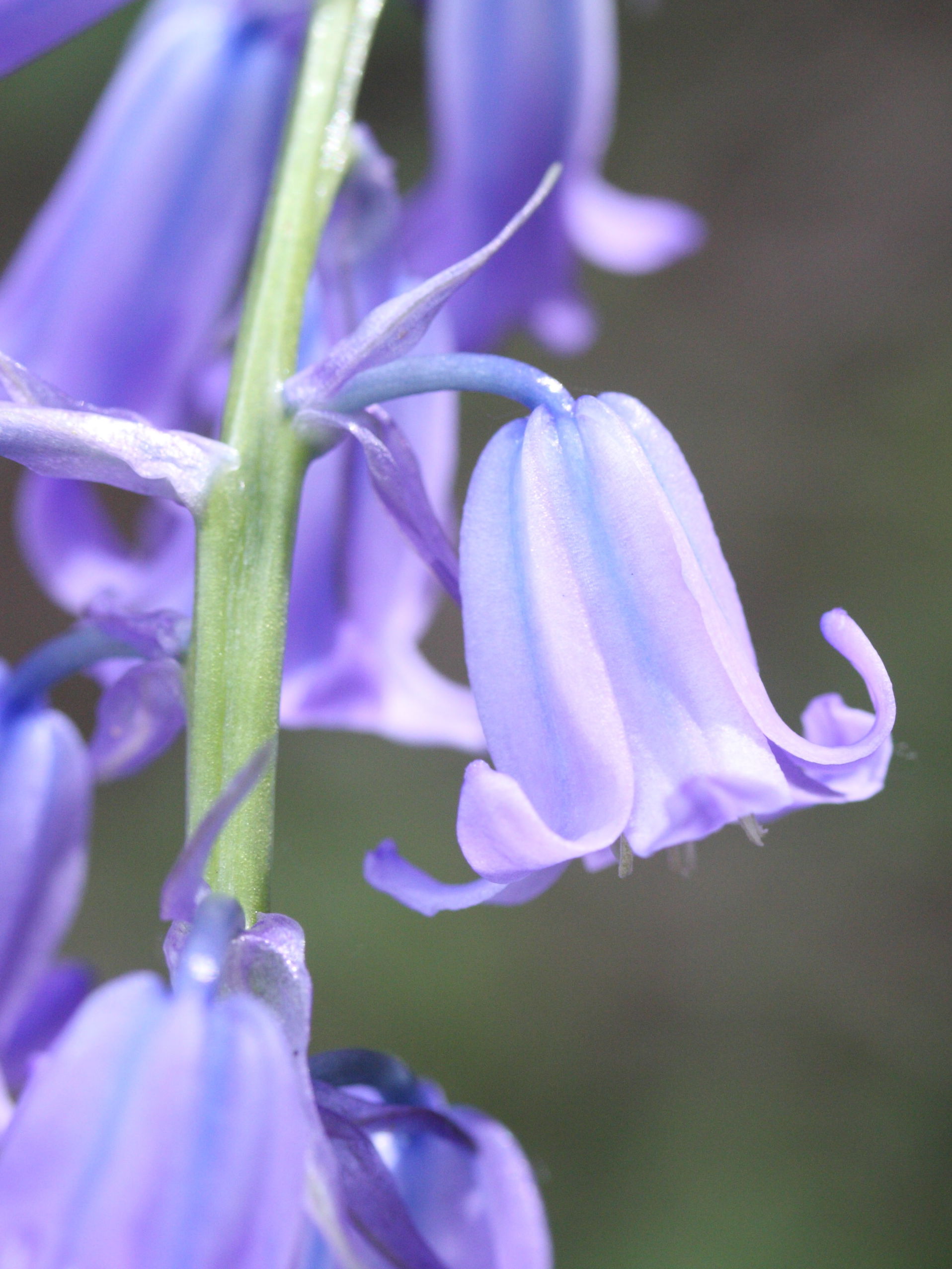 Hyacinthoides_non-scripta ssp. massartiana