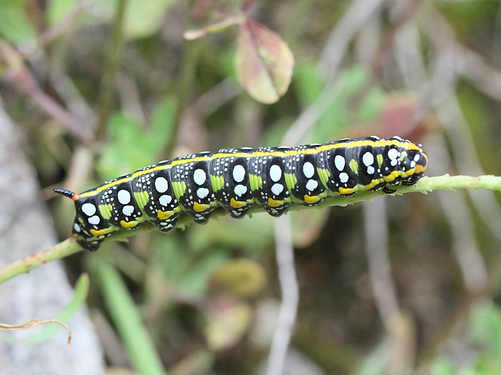 hyles_euphorbiae_ch5md