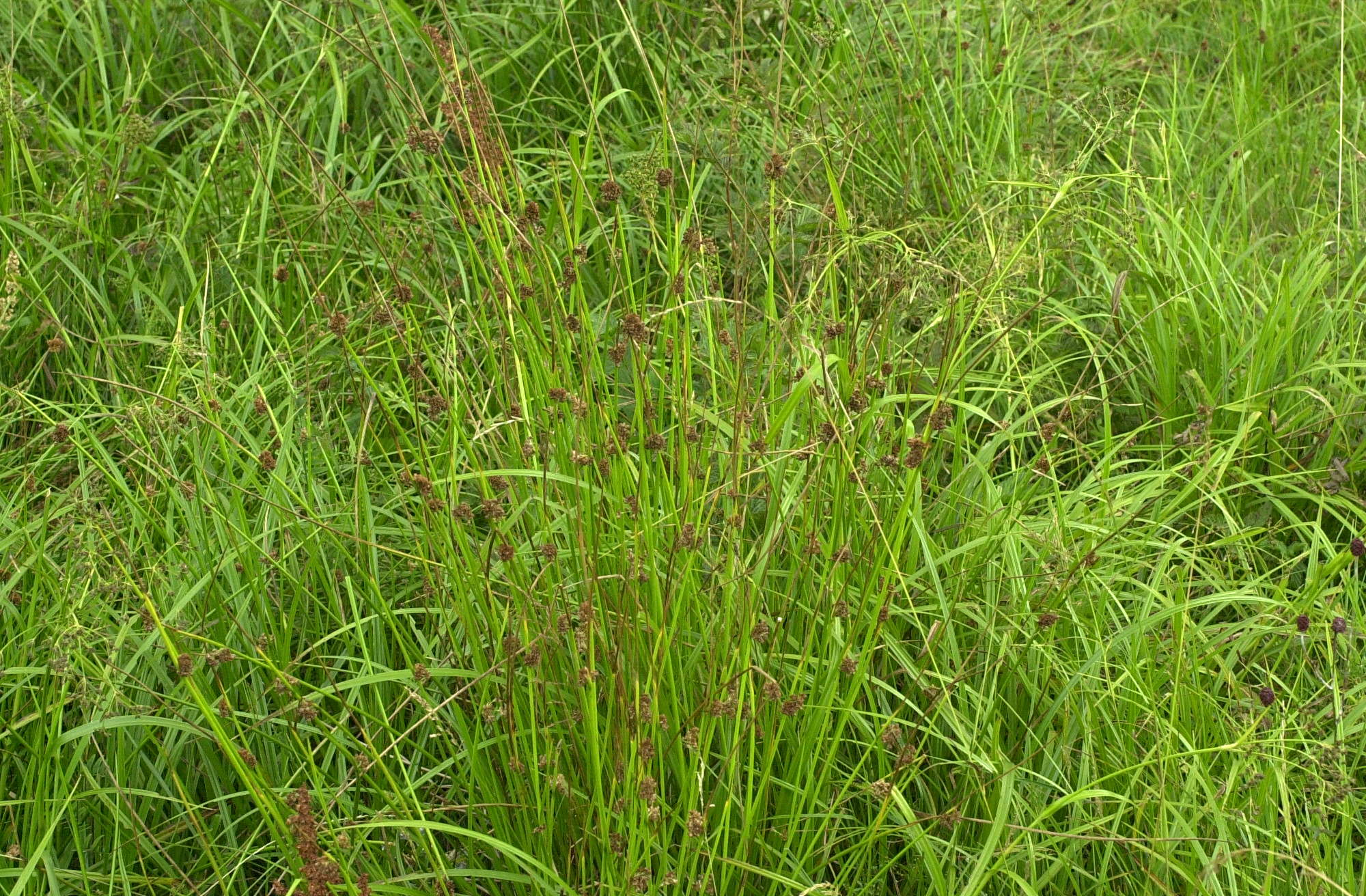 juncus_conglomeratus1md