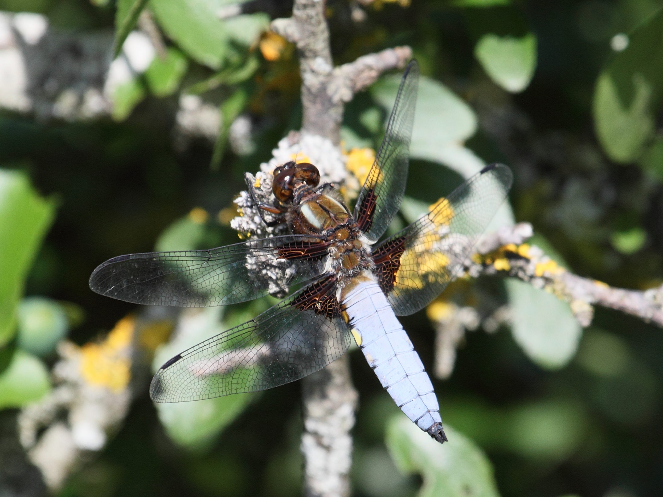 libellula_depressa3bd