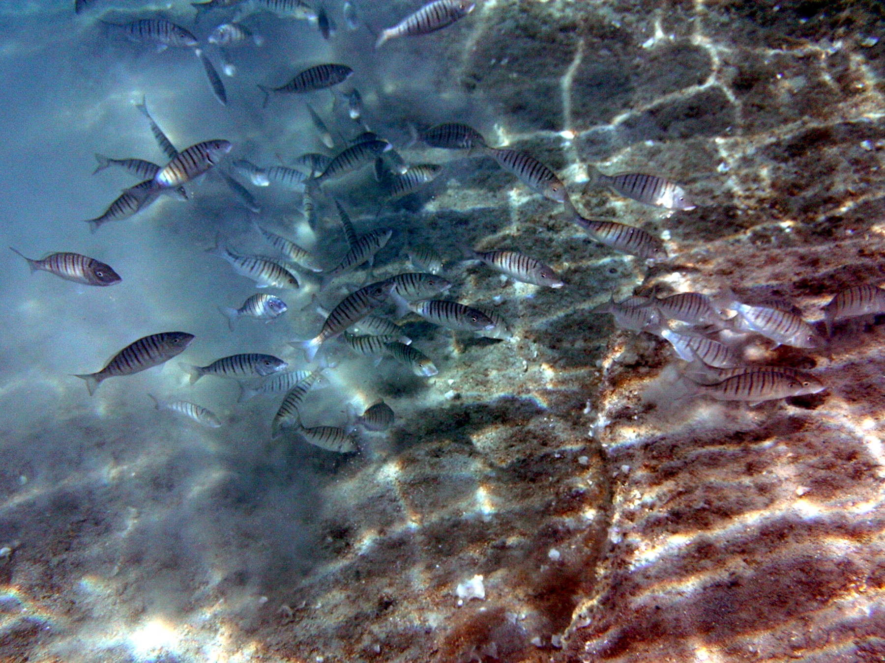 lithognathus_mormyrus3bd