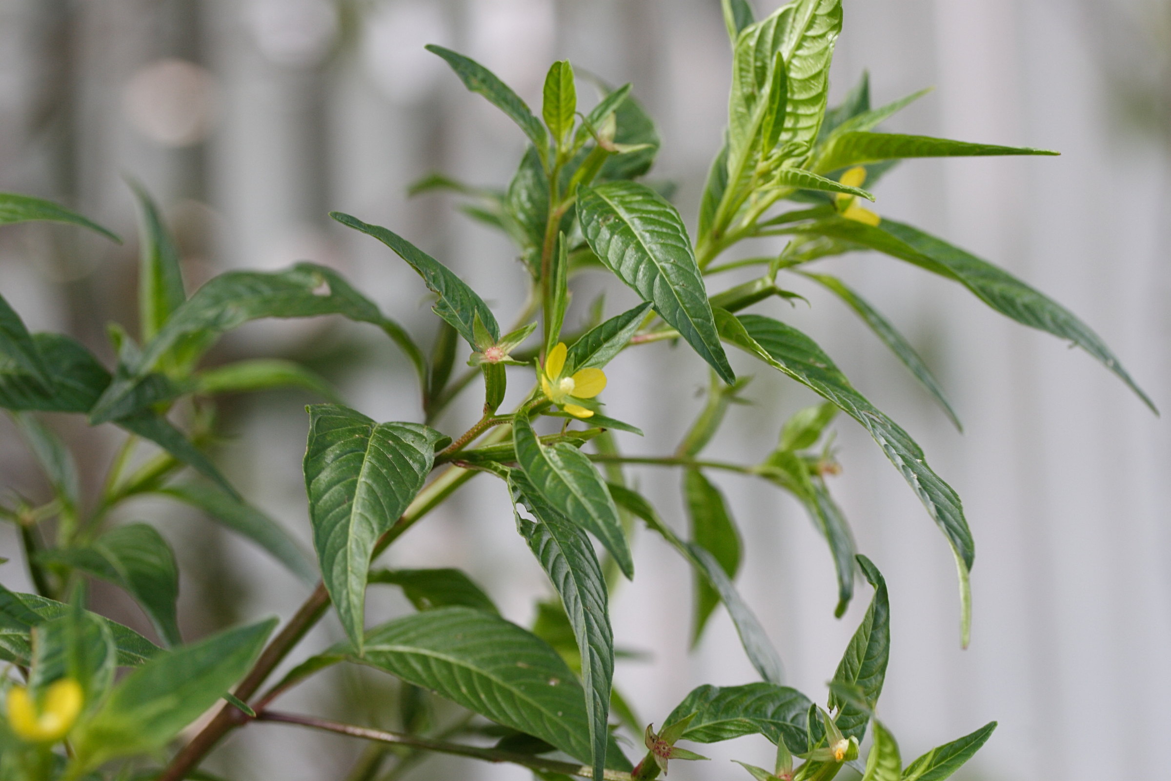 ludwigia_octovalvis7md