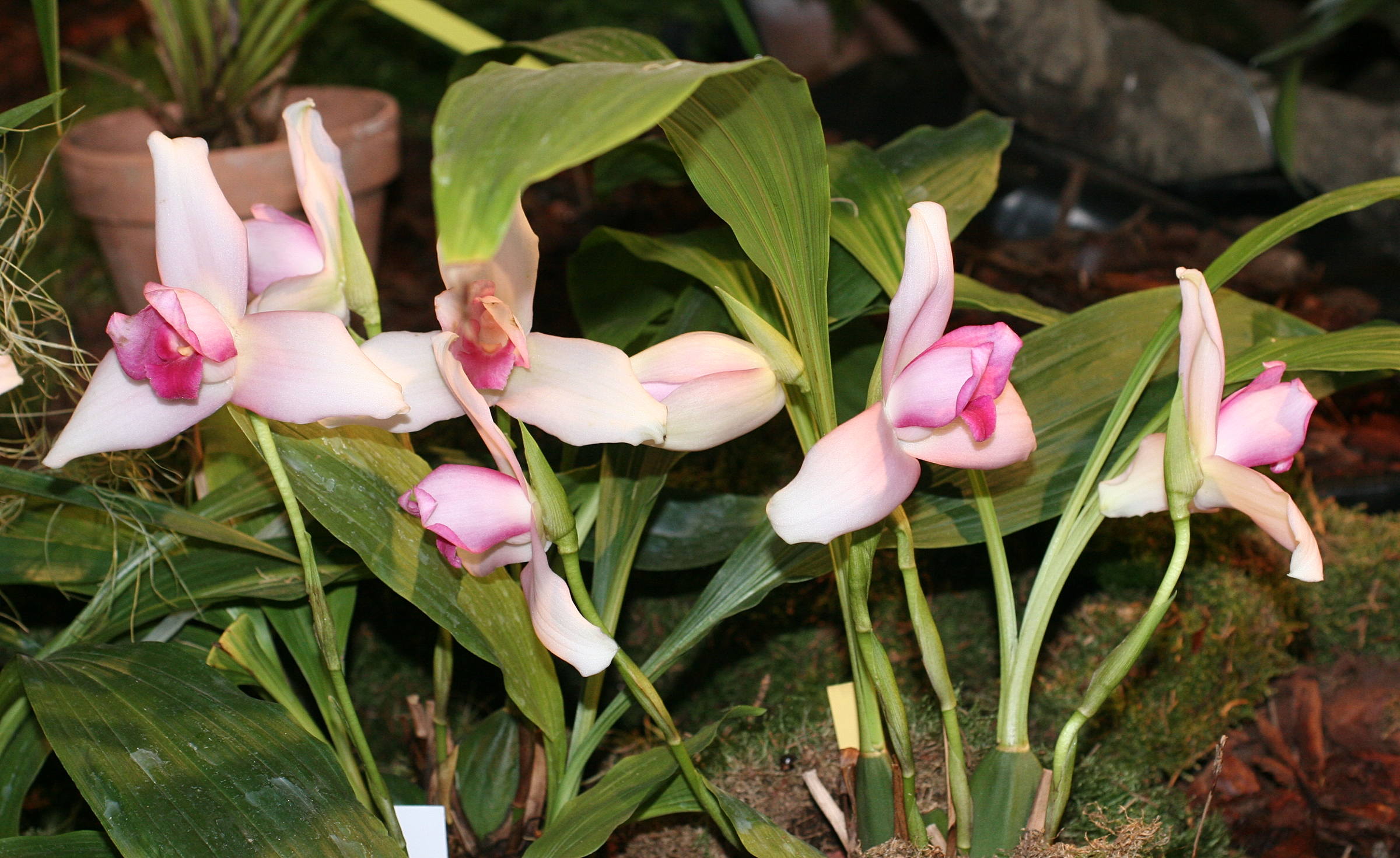 Afficher le média lycaste_skinneri_rosea1md lycaste_skinneri_rosea1md