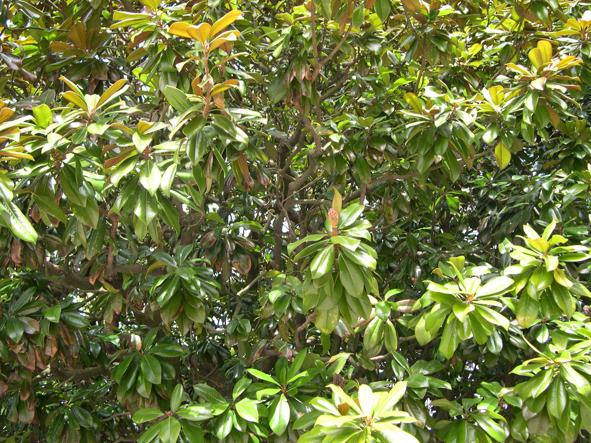 Afficher le média magnolia_grandiflora2md magnolia_grandiflora2md