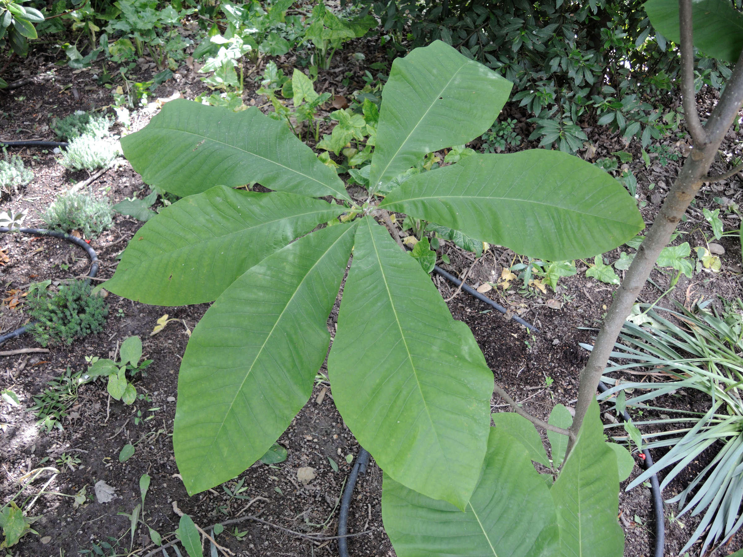 magnolia_tripetala2md