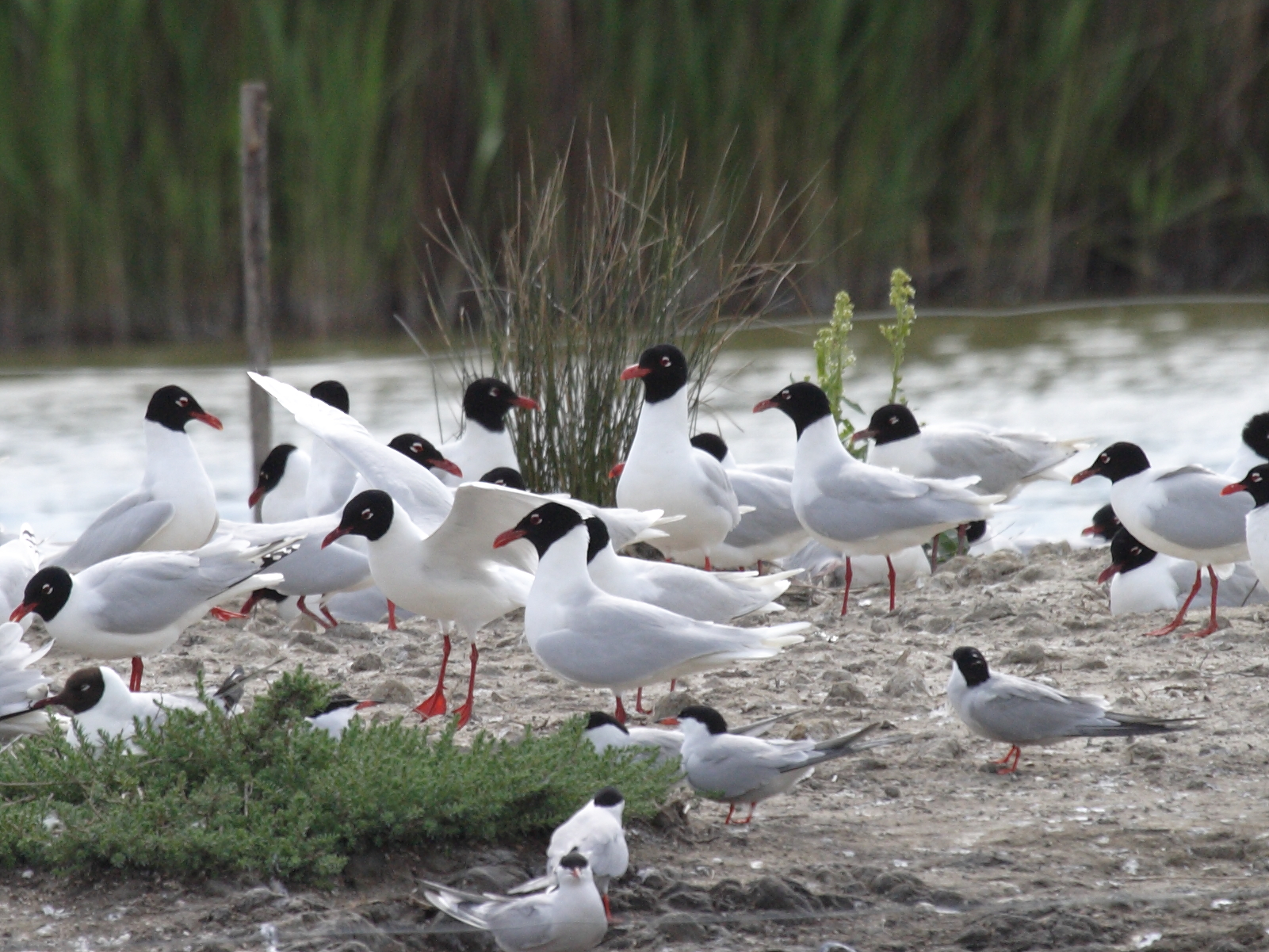 Afficher le média mouette_melanocephale_-_ichthyaetus_melanocephalus1bd mouette_melanocephale_-_ichthyaetus_melanocephalus1bd