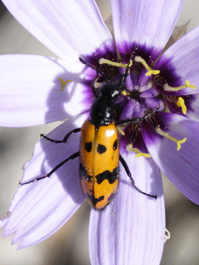 mylabris_quadripunctata2md