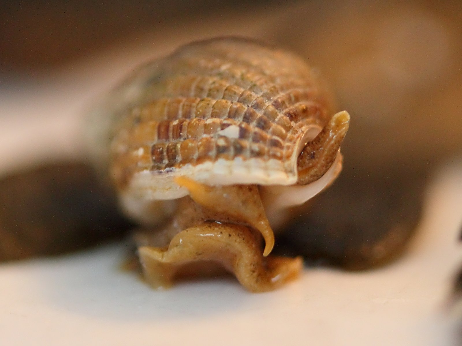 Nassarius_reticulatus