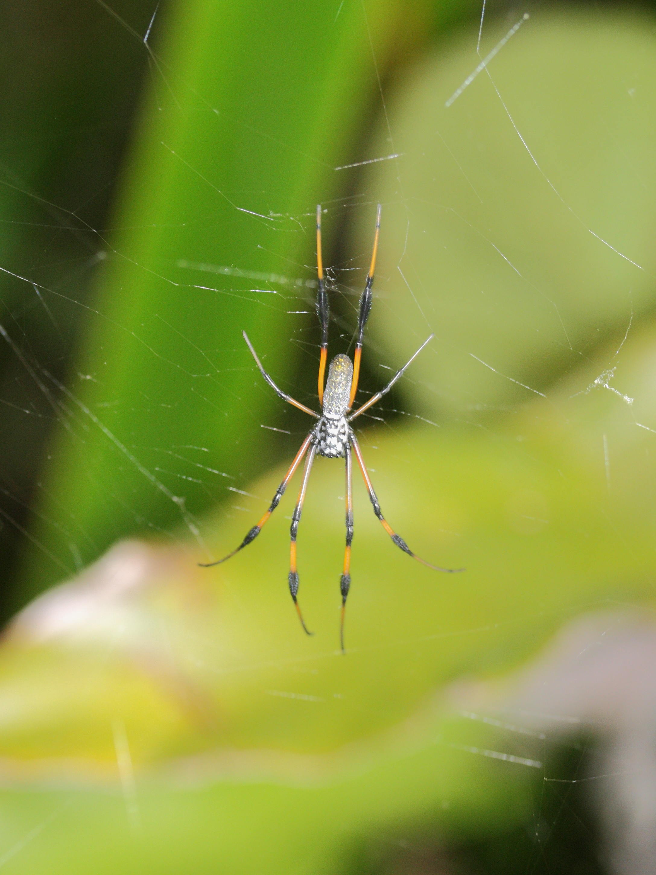 Nephila_inaurata ssp. inaurata