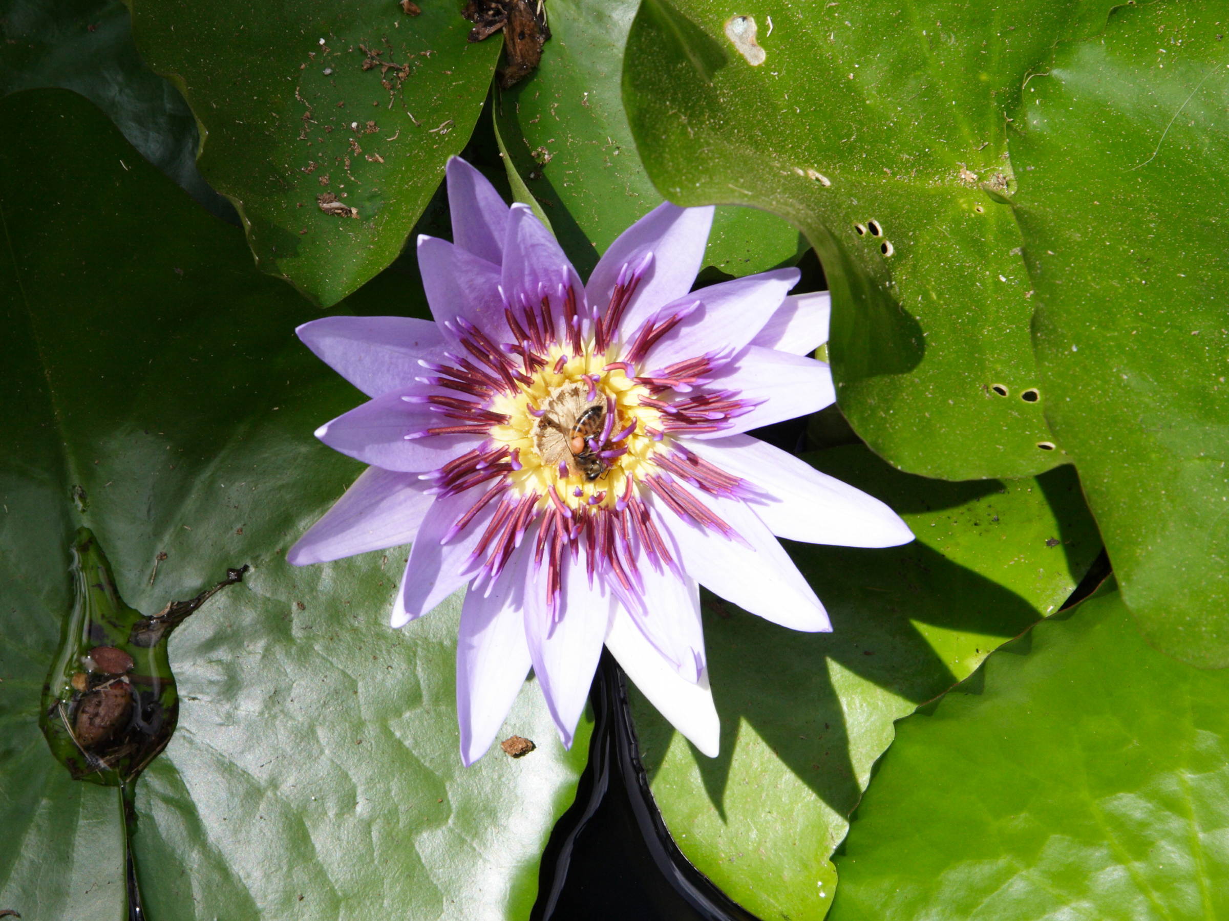 nymphaea_capensis2md
