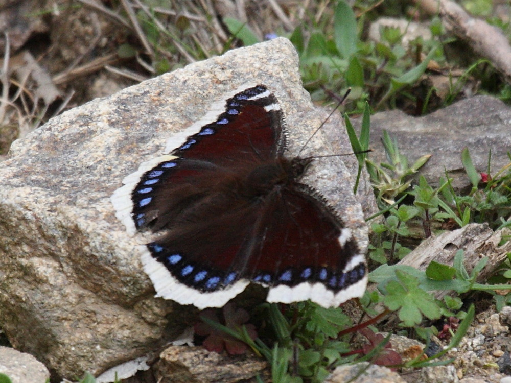 nymphalis_antiopa4bd