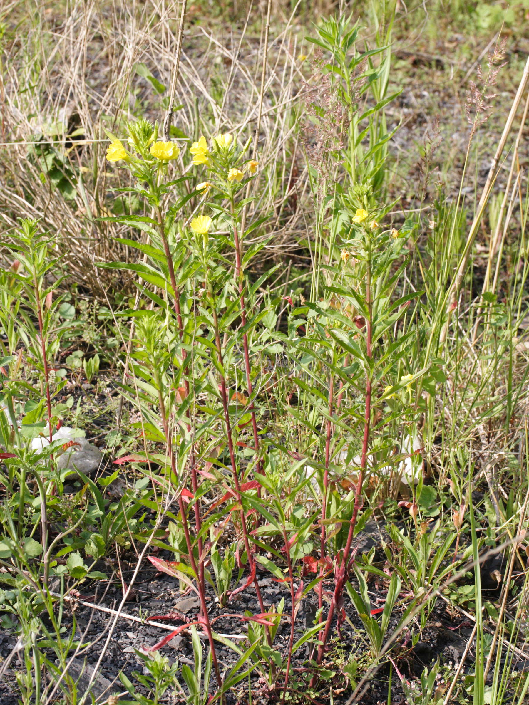 oenothera_subterminalis1bmd