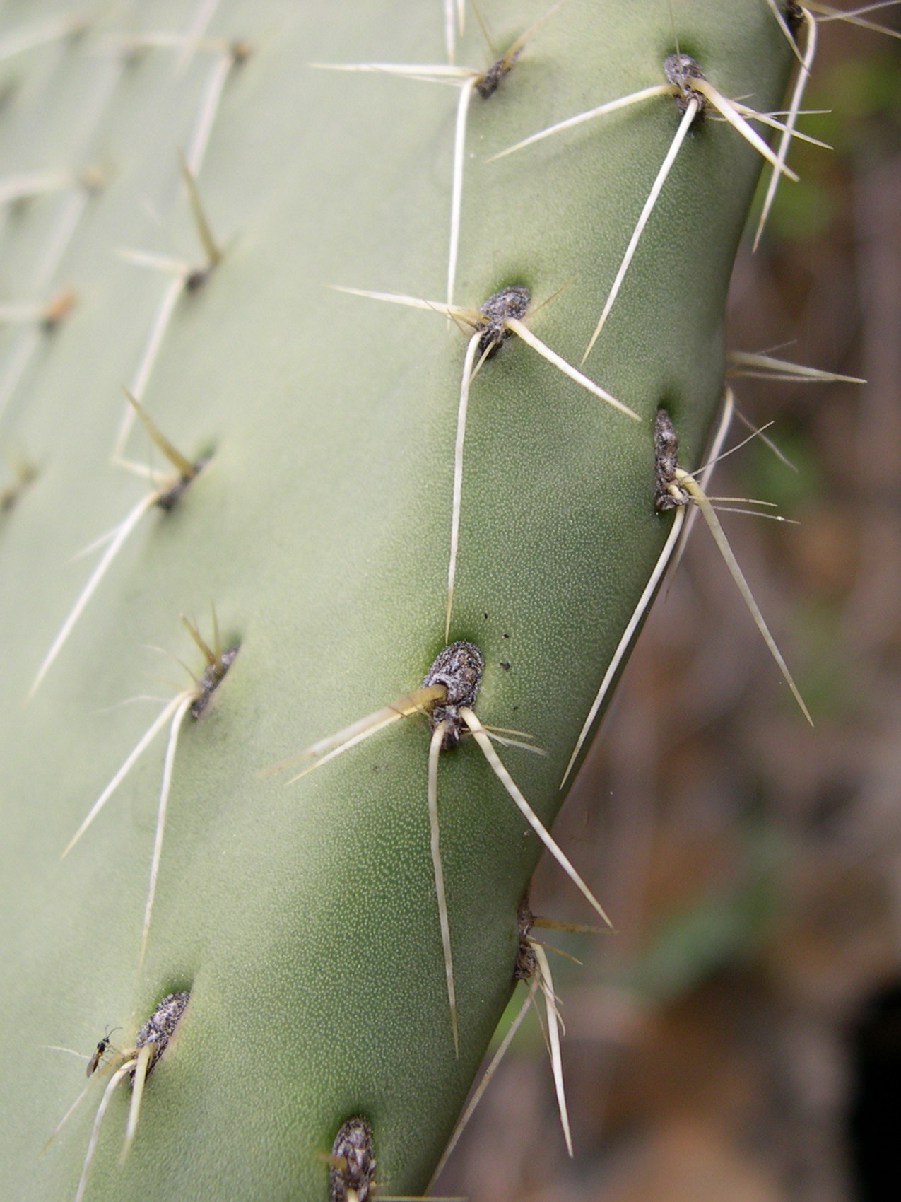 opuntia_leucotricha2md