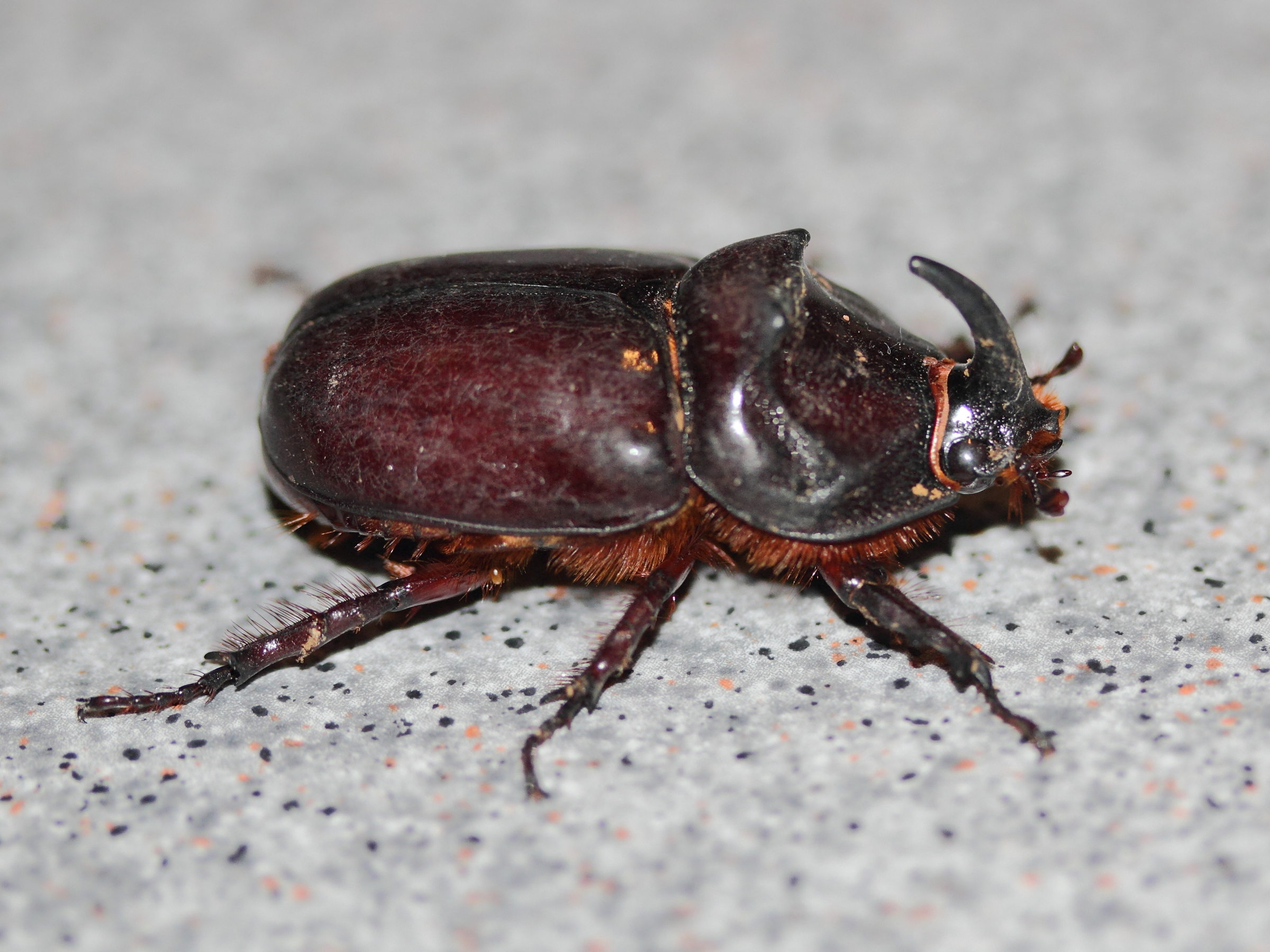 oryctes_nasicornis2md